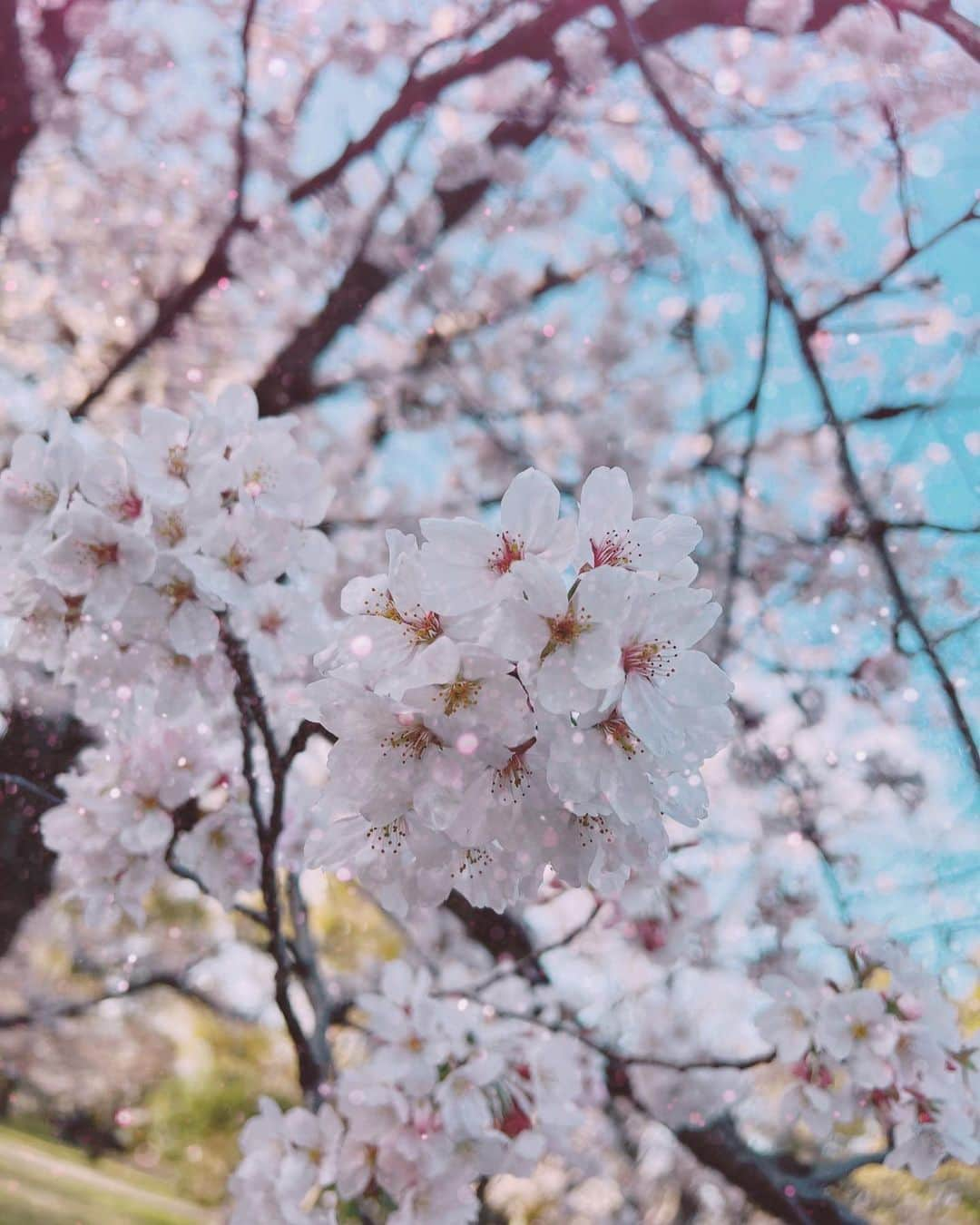 yuukachiさんのインスタグラム写真 - (yuukachiInstagram)「お花見🌸  屋台もあって、天気も良くて お花見日和でした〜☺️🐝  駄菓子屋さんに寄って駄菓子たくさん買って 公園で日向ぼっこして桜みて 良き休日でした〜🌿  公園には小さい子も沢山いて癒された〜🥺👶🏻  ピンクベージュの色味が絶妙にかわいい このトレンチコートは @grl_official のです！ 履いてる白いパンプスも 同じく#GRL のだよ♥  スワイプしたら全身見れるよ〜！！ プチプラでこんなに可愛くていいの？って ぐらい今季のGRLかわいい服多いからチェックしてみて〜！  #お花見#春#spring#公園デート#屋台 #兵庫県#交通公園#トレンチコート#GRL #グレイル#grlコーデ#grl購入品#春コーデ」3月27日 20時31分 - yuuka_stagram