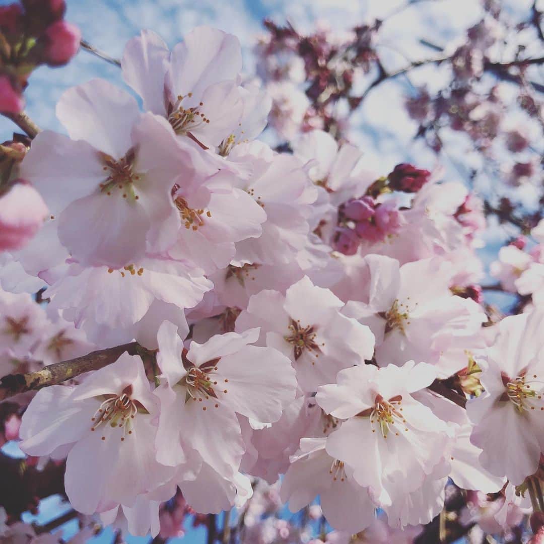 中野美奈子さんのインスタグラム写真 - (中野美奈子Instagram)「ポカポカの日曜日 はだしフェスタに行ってきました。  しっぽ取りゲームで久しぶりに走ったら、今ごろになって踵が痛い‥‥ 何これ？なぜカカト？  日頃の運動不足を実感する42の春です。  家のしだれ桜がまもなく満開。 春はすぐそこですね♪  #はだしフェスタ #しっぽ取りゲーム  #かかと痛い   #早く走れるレクチャー受けました #５歳児　満喫　  #赤ちゃんのいる生活  #頭に桜 #はなかっぱ  らしい  #中野美奈子」3月27日 21時56分 - minako_nakano.official