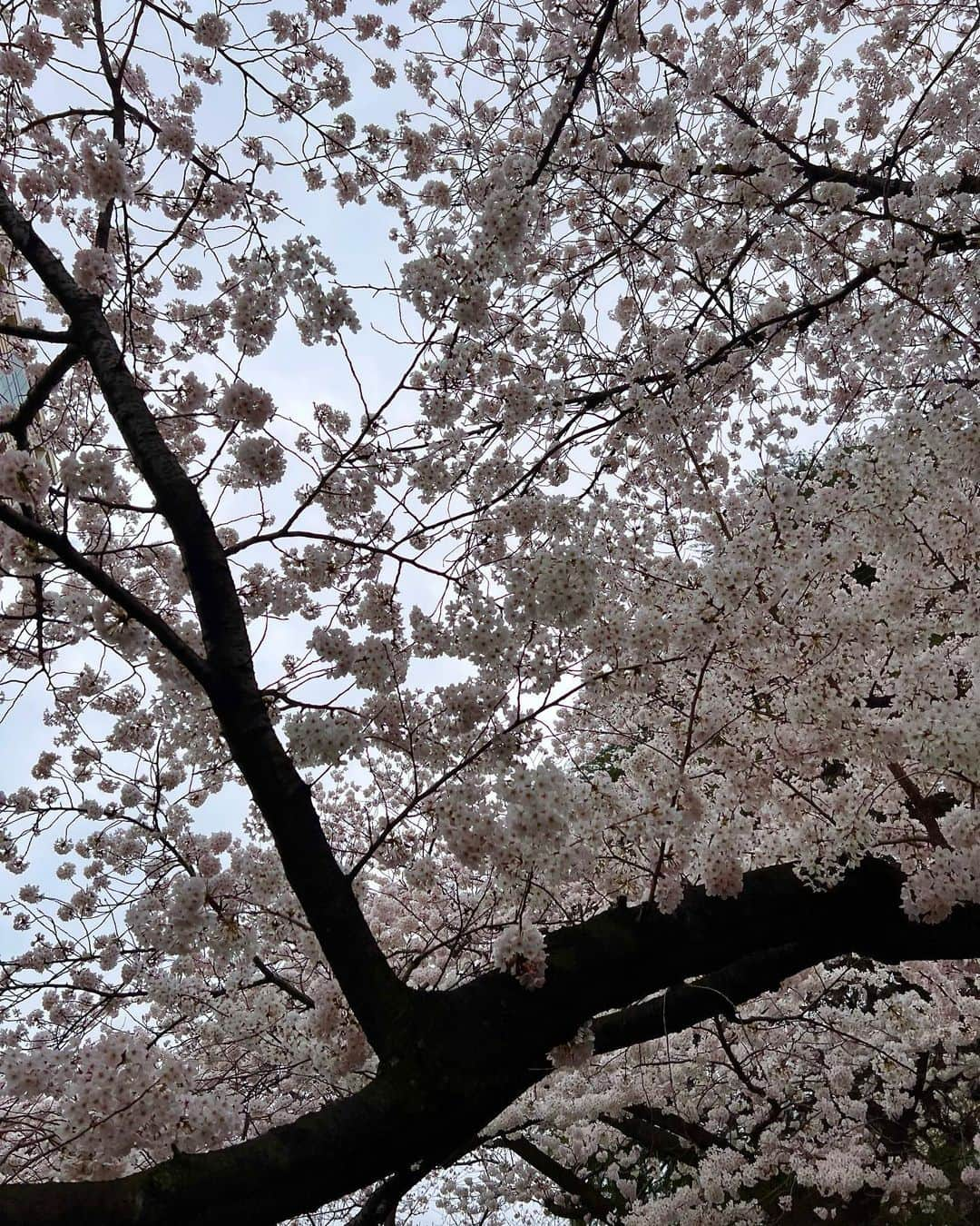 野田彩加さんのインスタグラム写真 - (野田彩加Instagram)「桜が満開になったね🌸  去年同じ場所を歩いた時はまだお腹にいたのになぁ〜 悪阻が少し和らいできて少し外に出れるようになったくらいだったな〜 って思い出しながら桜の下を一緒に歩きました🌸  やっと一緒にお花見できるね😍 #お花見　#桜　#cherryblossom  #sakura  #美容院行きそびれた #産後の抜け毛おさまってきたよ #新しく生えてきた毛がツンツンだよ」3月27日 22時22分 - aya.205