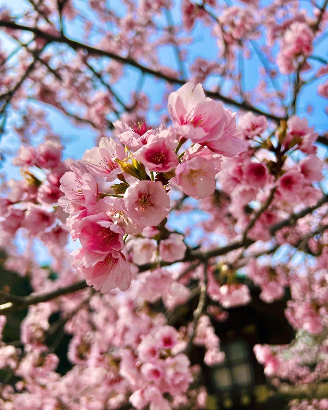 梅谷安里さんのインスタグラム写真 - (梅谷安里Instagram)「お誕生日は嵐山へ🌸 春を感じれた🌸 桜見ると毎年幸せな気持ちになるね🌸 #sakura#桜#🌸 #spring#kyoto#京都 #嵐山#あん旅」3月27日 22時24分 - anriworld