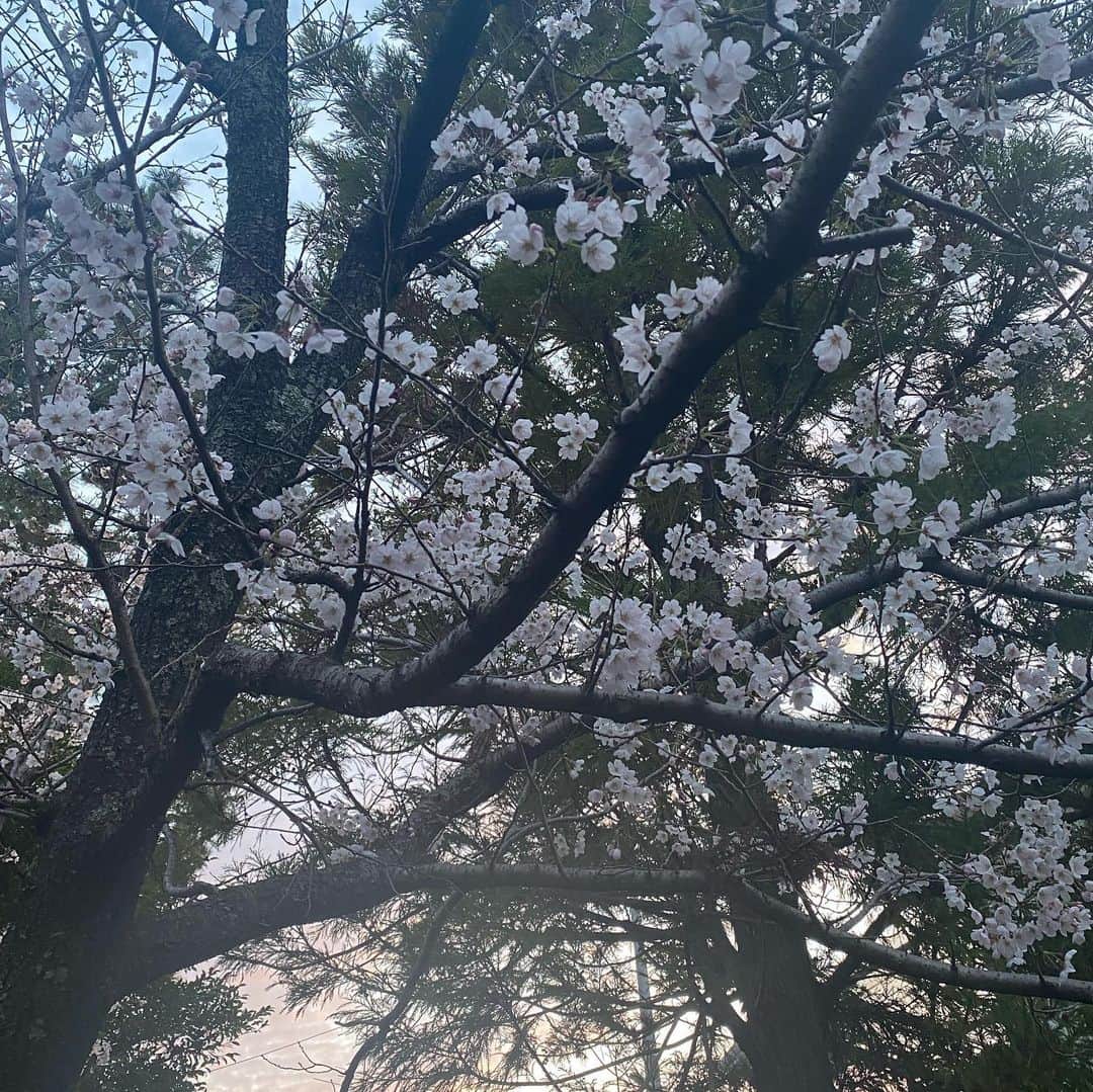 有村架純さんのインスタグラム写真 - (有村架純Instagram)3月27日 22時27分 - kasumi_arimura.official