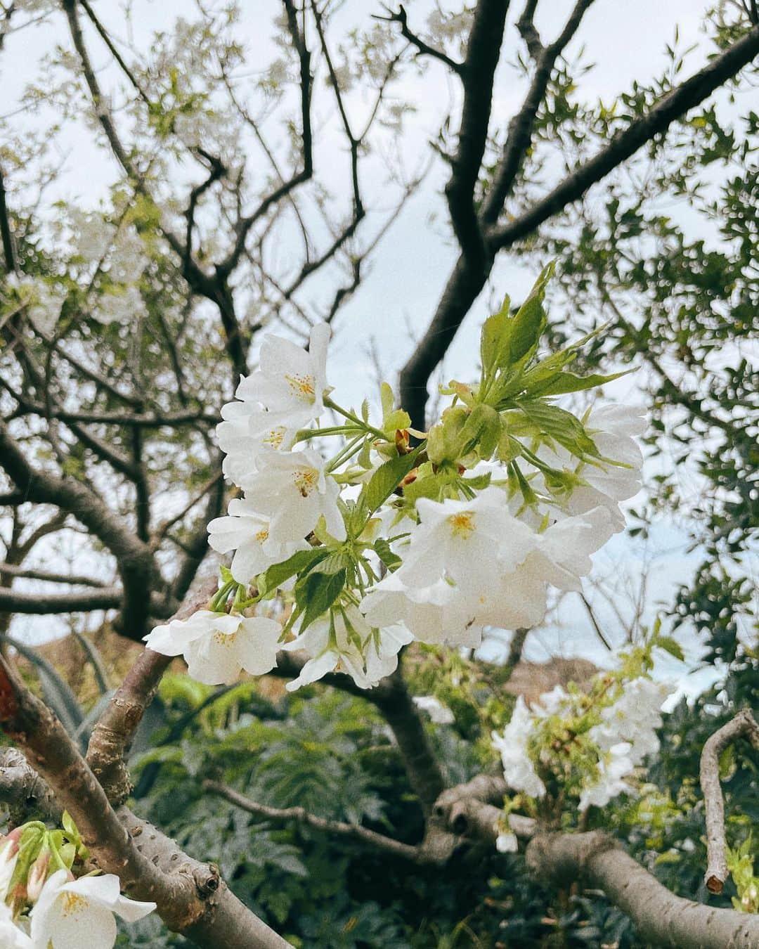 牧野紗弥さんのインスタグラム写真 - (牧野紗弥Instagram)「春休み♡ @pica.hatsushima にグランピングに来ました👋🏻 色んな花が満開🌸🌸🌸 波の音と満点の星空が見えるここの露天風呂、最高なんだ♡ この @sportyandrich のスエットもお気に入り🐒✨ 夜は寒いから @thenorthfacejp のアウターを持参👋🏻 #グランピング#キャンプ#アウトドア#pica#春休み」3月28日 2時52分 - makinosaya