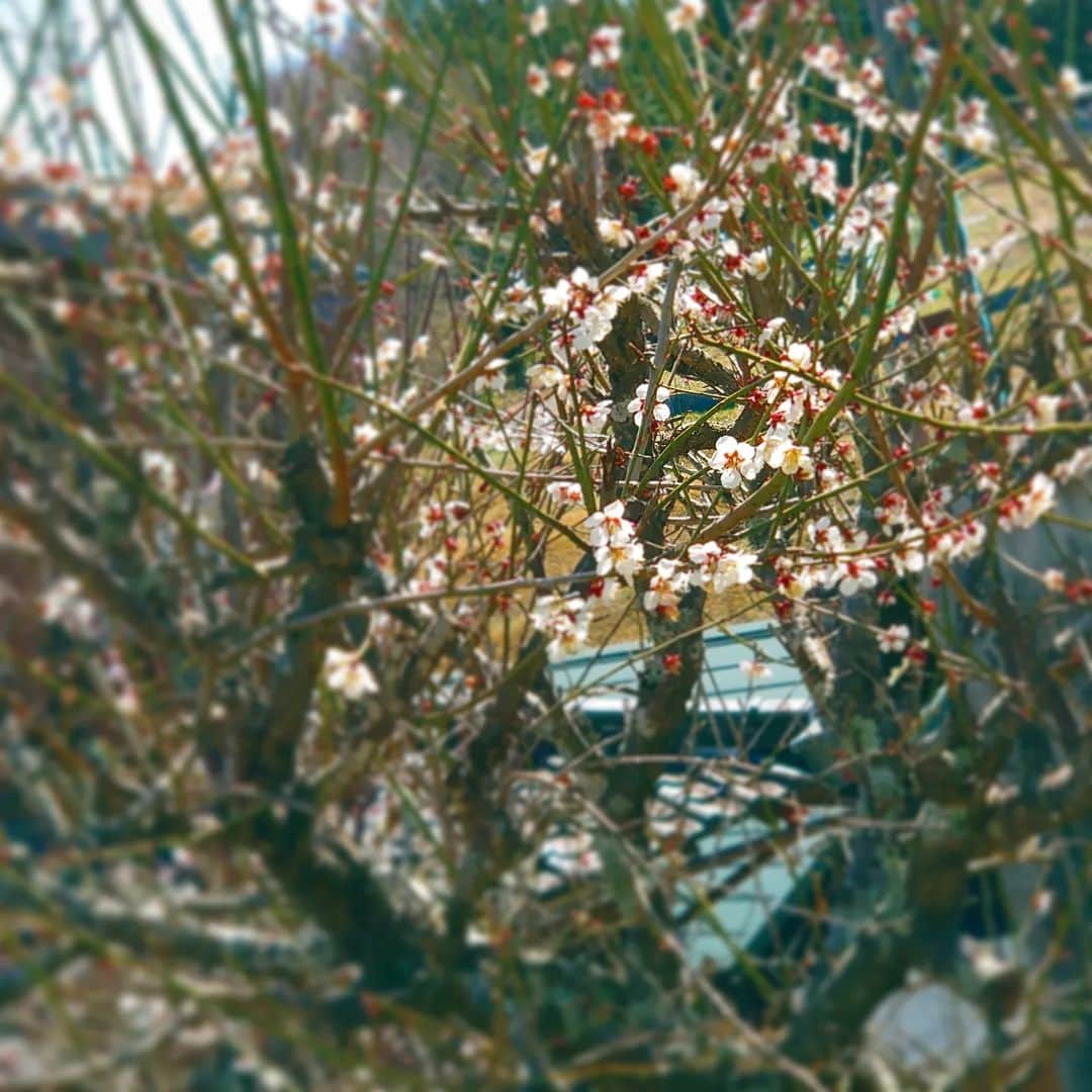 高井俊彦さんのインスタグラム写真 - (高井俊彦Instagram)「昨日はー。 息子が春休みということで実家のある #奈良市 #都祁 に帰省しました✋  うちの実家の地域は凄く寒いところで、昨日も桜か咲いていると思って近付いたら咲き残りの梅でした。  #奈良市公園夢プロジェクト  でオススメした #奈良市合併記念公園 も近くにある  #神明神社  #しんめいじんじゃ  に参拝👏 #奈良市都祁馬場町  #天照大御神 が祀られていて、『お伊勢さん』と皆さんが呼ぶ神社。 アマテラスが一夜にしてみんなの元へ飛ぶという云われから『神明』と名付けられた説もある。  周りは大自然に囲まれていて、鶯のさえずりなども聴こえてくる🎶  この地でずっと住んでいる両親も知らなかった穴場スポットは心落ち着く素敵なところでした✨ パワー⤴️⤴️⤴️  #神社好きな人と繋がりたい  #神社仏閣  #花好きな人と繋がりたい  #写真好きな人と繋がりたい  #毎日どこかのパワースポットからshowroom配信」3月28日 7時46分 - takai_toshihiko