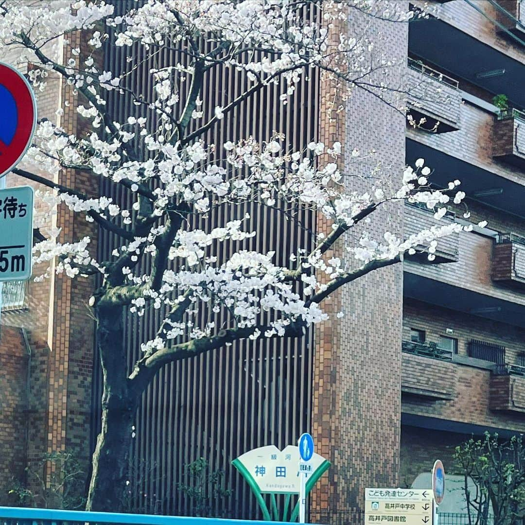 金村義明さんのインスタグラム写真 - (金村義明Instagram)「今週、来週、桜🌸前線到来！ 朝の渋滞も、コロナ禍前の様な混みよう 羽田空港駐車場も混雑してきて、空港ラウンジも、混み混み！ ウィズコロナで前へ進みましょう！ プロ野球開幕も、各球場、ほぼ満員状態 4月は、メジャーも開幕します！ まだ選抜高校野球やってますよ！ スポーツのパワーで明るく行こう！ なんで男子プロゴルファー開幕戦無観客なん？」3月28日 10時41分 - yoshiaki_kanemura