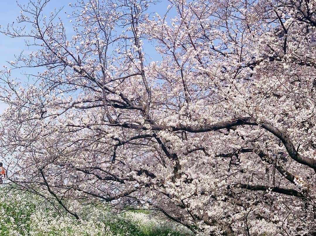 長野智子さんのインスタグラム写真 - (長野智子Instagram)「How beautiful they are🌸  #spring  #cherryblossoms #peace #tokyo #japan」3月28日 11時45分 - naganotomoko