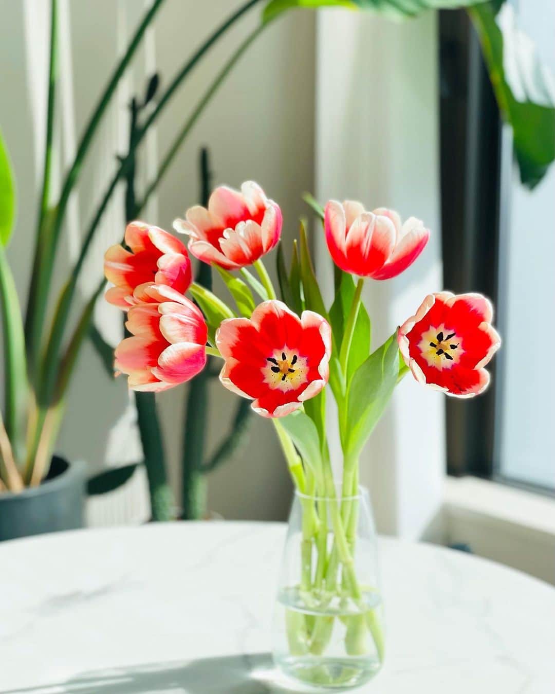 chayさんのインスタグラム写真 - (chayInstagram)「自宅に飾っているチューリップ🌷 ひらいてて可愛い🕊  #flower #tulips  #チューリップ #花 #春」3月28日 12時57分 - chay1023_official