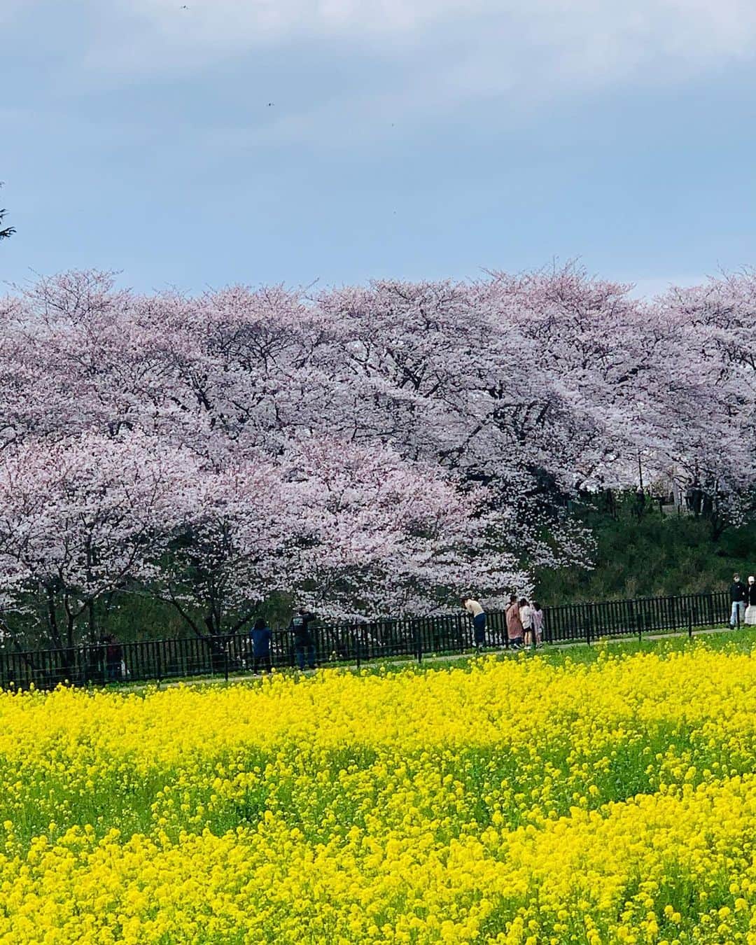田中悦子さんのインスタグラム写真 - (田中悦子Instagram)「桜🌸のピンクと菜の花の黄色 権現堂の一番美しい風景かな👍  まだ満開ではなかったです。  この美しい空と風景の向こうでは…  と思うと心が痛いです。  #権現堂  #埼玉県幸手市 #桜の名所 #桜 #cherryblossom #風強いよ」3月28日 14時02分 - etsuko.reborn25