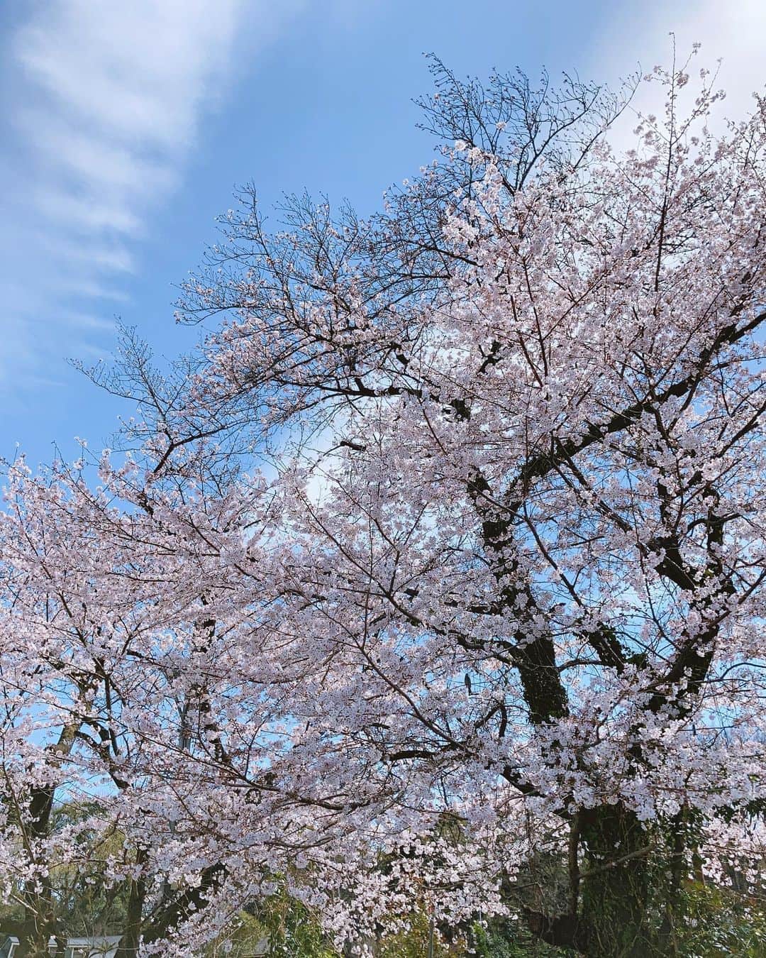 野村真季さんのインスタグラム写真 - (野村真季Instagram)「本日お休みにつき。  所用のため新宿に向かう道すがら、1時間の散歩。 満開の桜が青空に映える午前中、花の盛りの美しさ。  コロナ禍で全く運動しなくなって久しい今日この頃。元々面倒くさがりゆえに、何もしないのがデフォルトな毎日に疑問も感じずにおりました。 が、今日の散歩。 日々子供の送迎や買い出しなどちょこちょことした日常の、いわゆるお母さん的な動きはもちろんあるものの、歩くのだと気持ちを決めて歩くのは久しぶり。 暖かな日差しの中歩く心地よさもさることながら、つらつらと考え事をしていても、いつものネガティブ思考が、プラスにはならずともトントンにはなる。派手さはない活力に下支えされている感じ、といいましょうか。 なかなか良いものでした。  この春はしっかり歩こうかなと思っています。  あ、5枚目は満開の桜の下で自撮り。手荷物を支えにしてタイマーで。メガネは日常使い、私服は「スタッフ感あるね」と表現をされるほど、動きやすく・地味目の色・シワにならないが基本です。  #桜満開 #散歩」3月28日 15時02分 - masaki__nomura