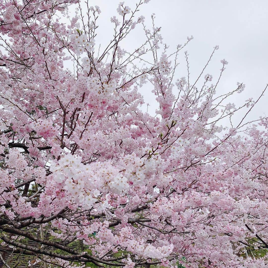 中山真見さんのインスタグラム写真 - (中山真見Instagram)「#お花見散歩 いくつかスポットへ❣️ #千鳥ヶ淵 #六本木ヒルズ #ミッドタウン ぷらぷらお散歩をしながらお写真を撮って🌸 ・ ・ ちょうど満開、お天気も良くて#お花見日和　 ・ 公園で次男をブランコに乗せたらすっごく楽しそうにしていて😆 連れて行ってもらったことはあるのだけど、私が連れて行ったのははじめて😂 ・ 桜も綺麗だったけれど、私は次男の笑顔にやられました😆😆😆 ・ パーカー: @kumikyoku_jp  スカート: @celford_official  ・ #お花見 #桜 #桜満開 #天空のお花見 #お散歩 #公園デビュー　 #出産 #育児 #三児の母  #子育て #ママライフ  #子育てママ #コロナ禍出産 #赤ちゃん #赤ちゃんのいる生活  #赤ちゃんのいる暮らし」3月28日 17時11分 - nakayamamami