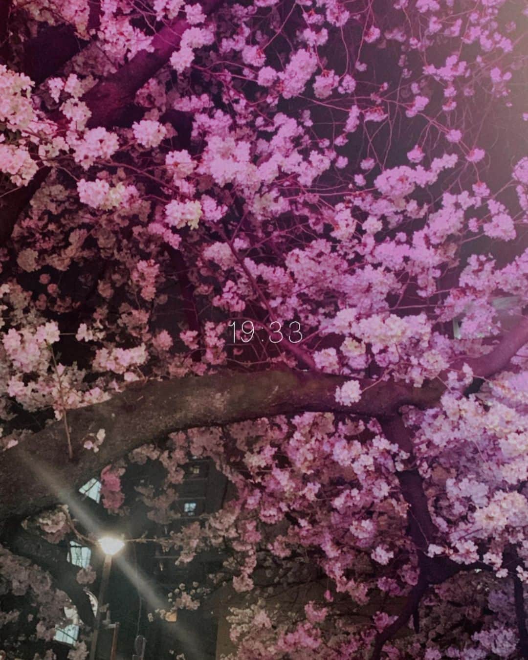 ユミ さんのインスタグラム写真 - (ユミ Instagram)「soo beautiful Cherry Blossoms 🌸🌸🌸  夜桜walking🫠🌸🌔 ライトアップされ満開ゴージャスに咲き乱れる🌸が 綺麗すぎて 心もHappy満開～🫰🏼😌☺️💖  #sakura#桜#桜咲く#🌸 #beautiful#nature#earth #CherryBlossoms」3月28日 17時28分 - yuminchu1029