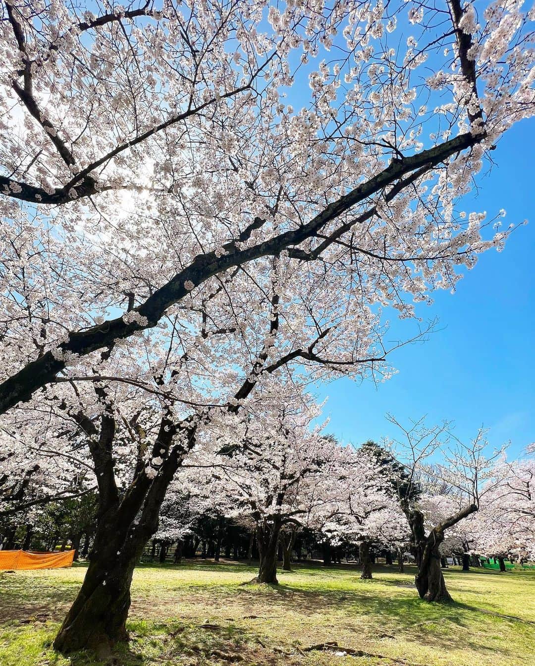 高階亜理沙さんのインスタグラム写真 - (高階亜理沙Instagram)「・ さくら満開🌸☀️」3月28日 18時18分 - arisa_takashina