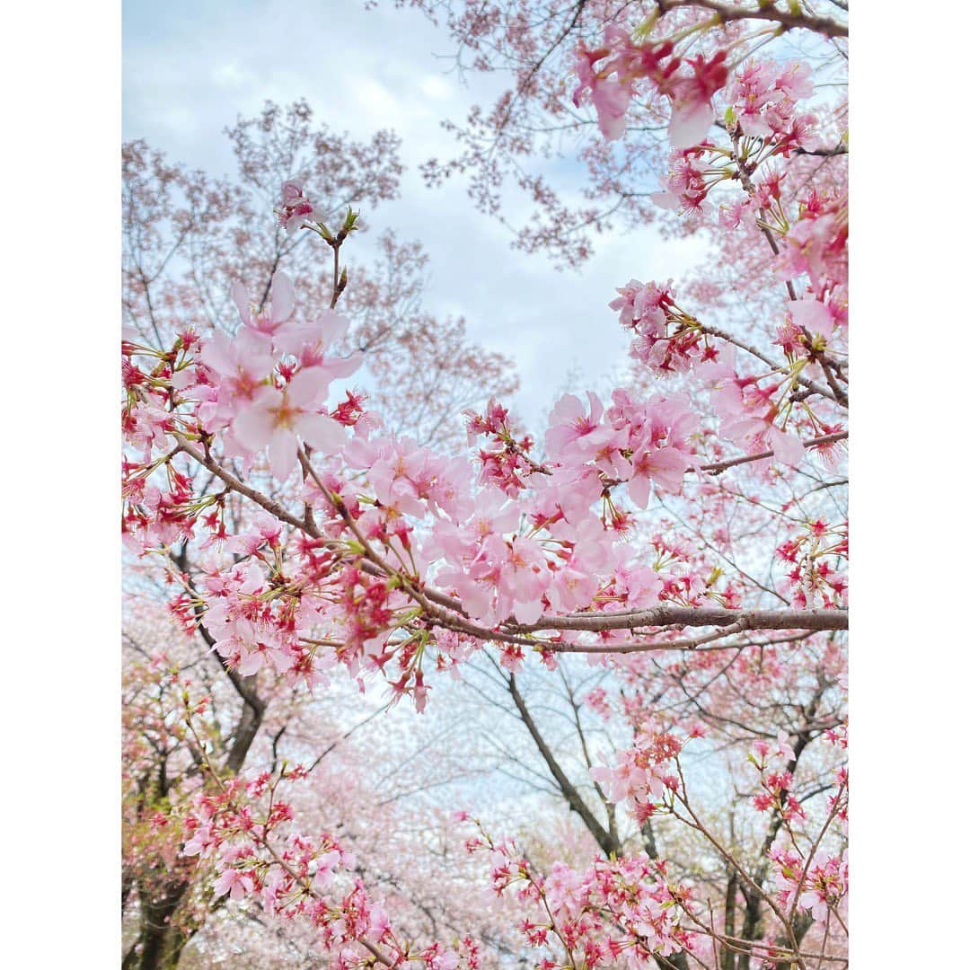 近藤夏子さんのインスタグラム写真 - (近藤夏子Instagram)「.   今年初めてゆっくり桜を楽しめました✨  白っぽかったり、ピンクだったり 丸っこかったり、タラーんとなってたり 個性豊かで見ていて楽しい☺️ 　 　 #お花見」3月28日 18時52分 - kondokako0804