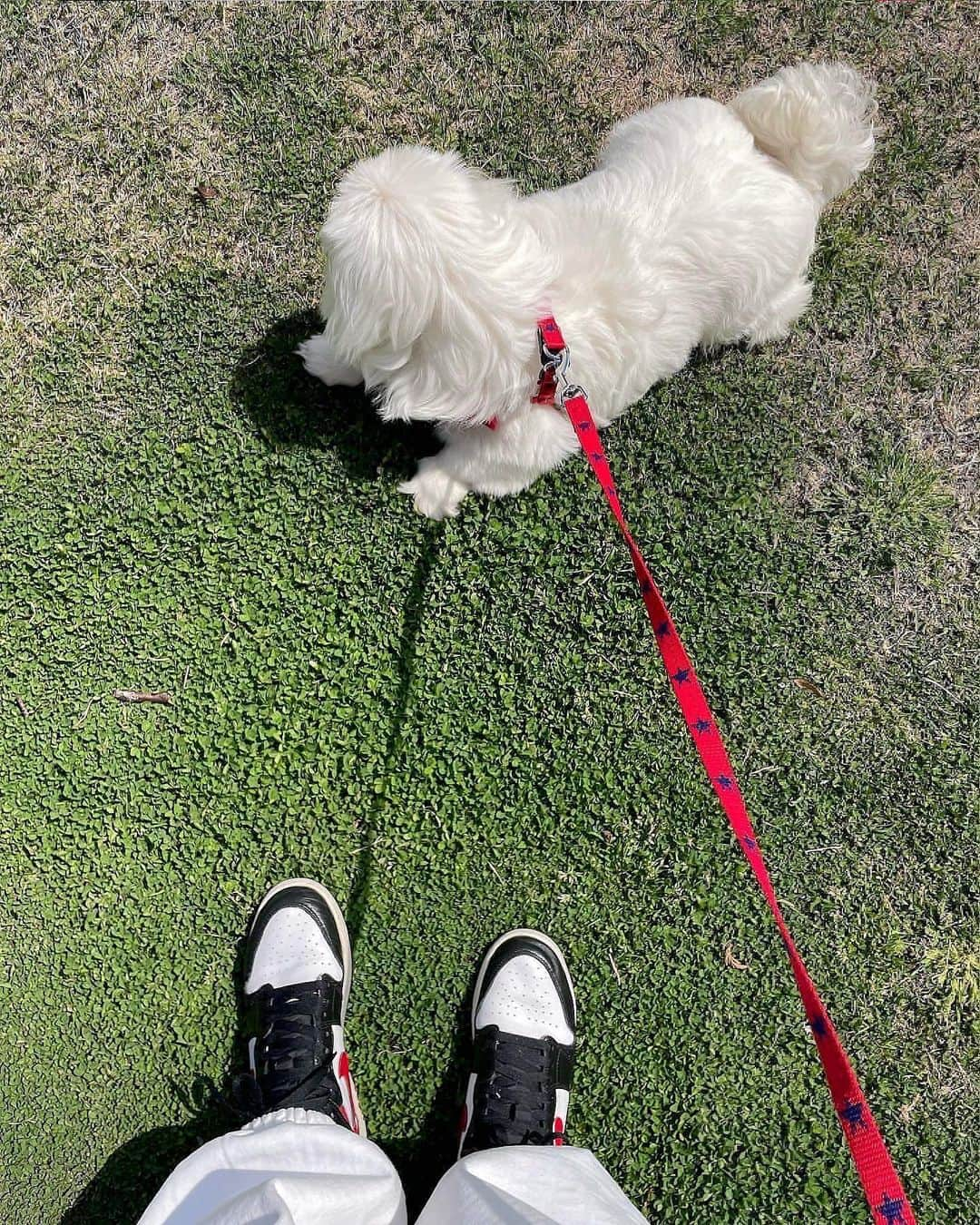 藤本林花美愛さんのインスタグラム写真 - (藤本林花美愛Instagram)「🌸 with my baby🐶💕」3月28日 20時00分 - lily_1001_official