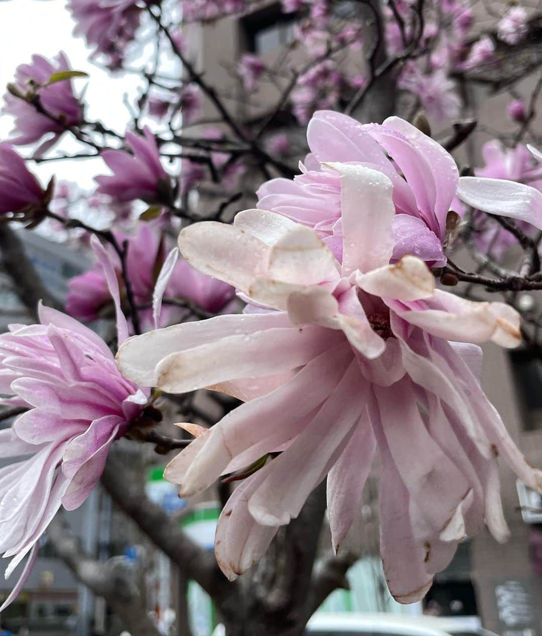 草間淑江さんのインスタグラム写真 - (草間淑江Instagram)「♡♡♡  夜桜ライトアップ綺麗ですね🌸  木蓮の花もシデコブシの花も綺麗ですよ。  #こんばんは#夜桜ライトアップ #木蓮の花 #シデコブシの花 #春はいいね#春をたくさん感じたい」3月28日 20時11分 - yoshie_kusama