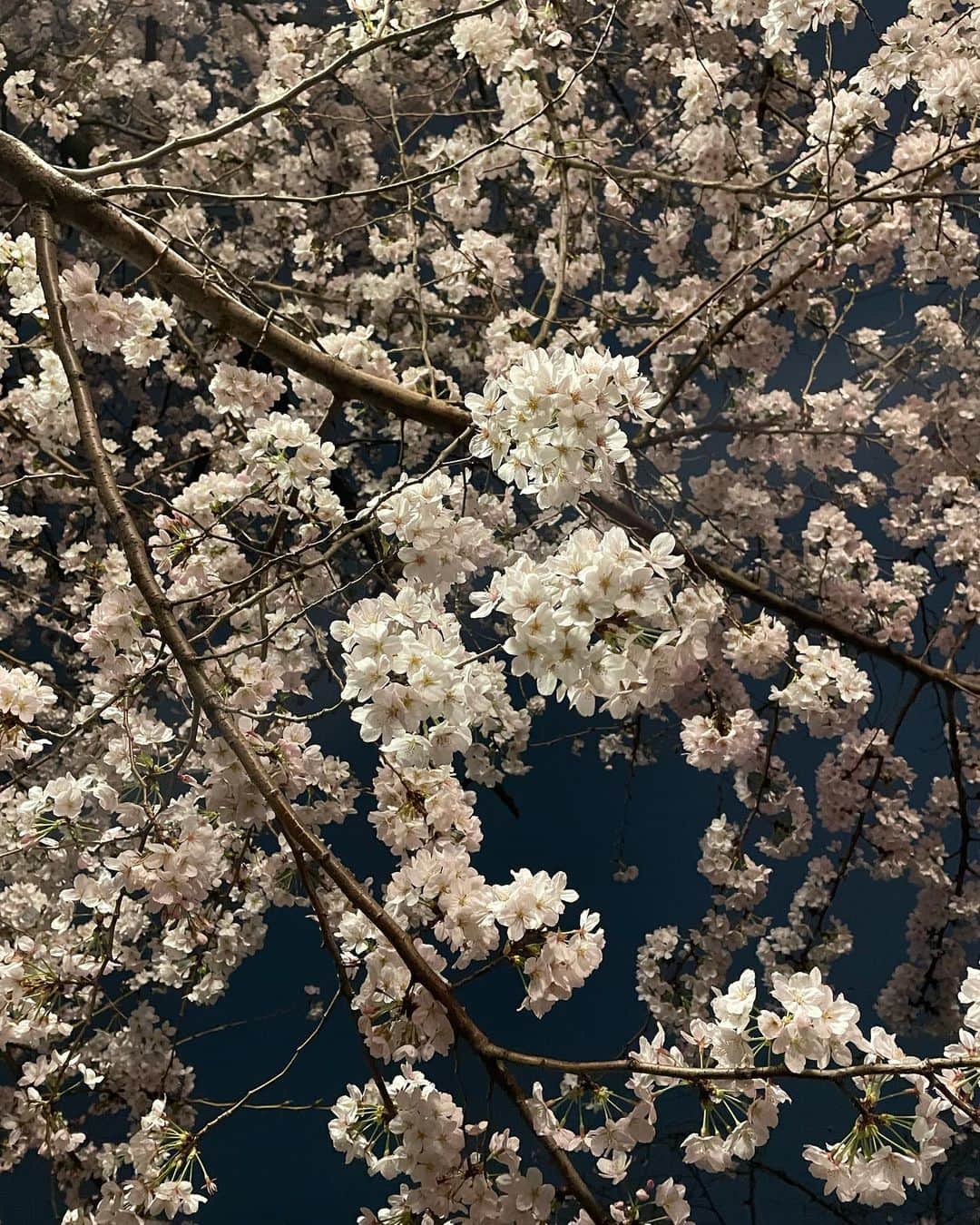 前田ゆうさんのインスタグラム写真 - (前田ゆうInstagram)「桜🌸が咲く季節になるとワクワクしてくるね😊」3月28日 21時26分 - yuu_maeda