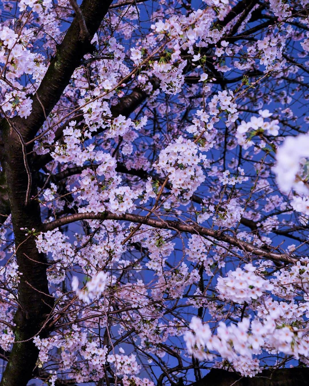 SHOCK EYEさんのインスタグラム写真 - (SHOCK EYEInstagram)「目黒川の夜桜🌸 綺麗だね＾＾  （撮影 深夜3時😆）  #目黒川 #夜桜 #cherryblossom #sakura #yozakura #japantravel #japantrip #fujifilm #gfx100s #xs10 #beautifuldestinations #discoverjapan #discoverearth #voyaged #awesome_photographers #IamATraveler #wonderful_places #japanphoto #japanphotography #japan_of_insta #livingonearth #theglobewanderer」3月28日 21時51分 - shockeye_official