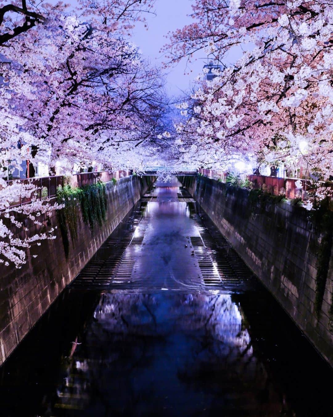 SHOCK EYEさんのインスタグラム写真 - (SHOCK EYEInstagram)「目黒川の夜桜🌸 綺麗だね＾＾  （撮影 深夜3時😆）  #目黒川 #夜桜 #cherryblossom #sakura #yozakura #japantravel #japantrip #fujifilm #gfx100s #xs10 #beautifuldestinations #discoverjapan #discoverearth #voyaged #awesome_photographers #IamATraveler #wonderful_places #japanphoto #japanphotography #japan_of_insta #livingonearth #theglobewanderer」3月28日 21時51分 - shockeye_official