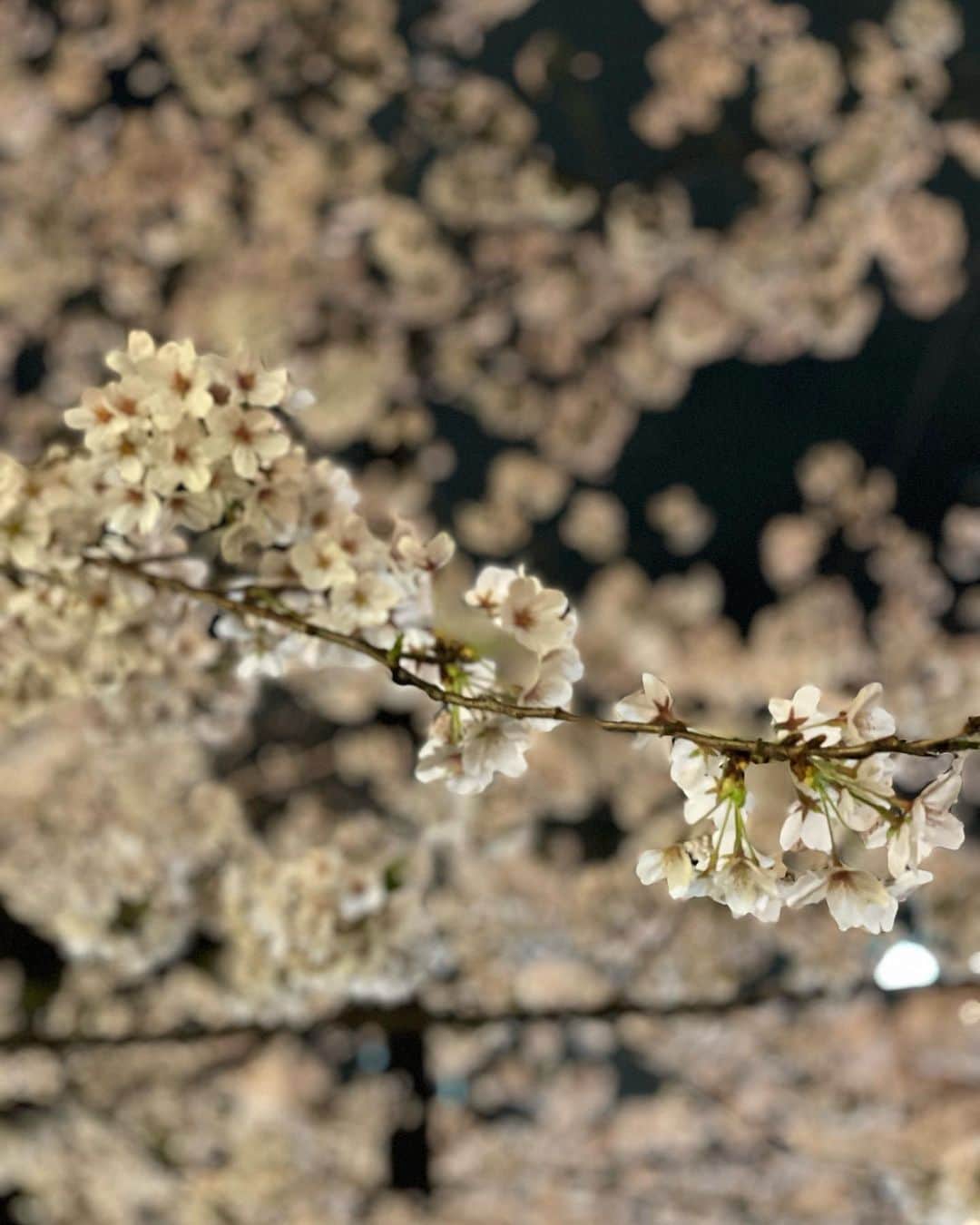 木下ココさんのインスタグラム写真 - (木下ココInstagram)「時間ギリギリ！駆け込みでテイクアウト出来るものを探してたら、満開の桜の木に遭遇🌸 ・ 街中で綺麗にライトアップされた夜桜に思わず足を止めてしまった。 ・ 写真を撮るだけなら数十秒。 しばし見惚れたっていいじゃないか😚 ・ ・ ・ #満開 #桜 #sakura #夜桜」3月28日 21時52分 - cocot_chan