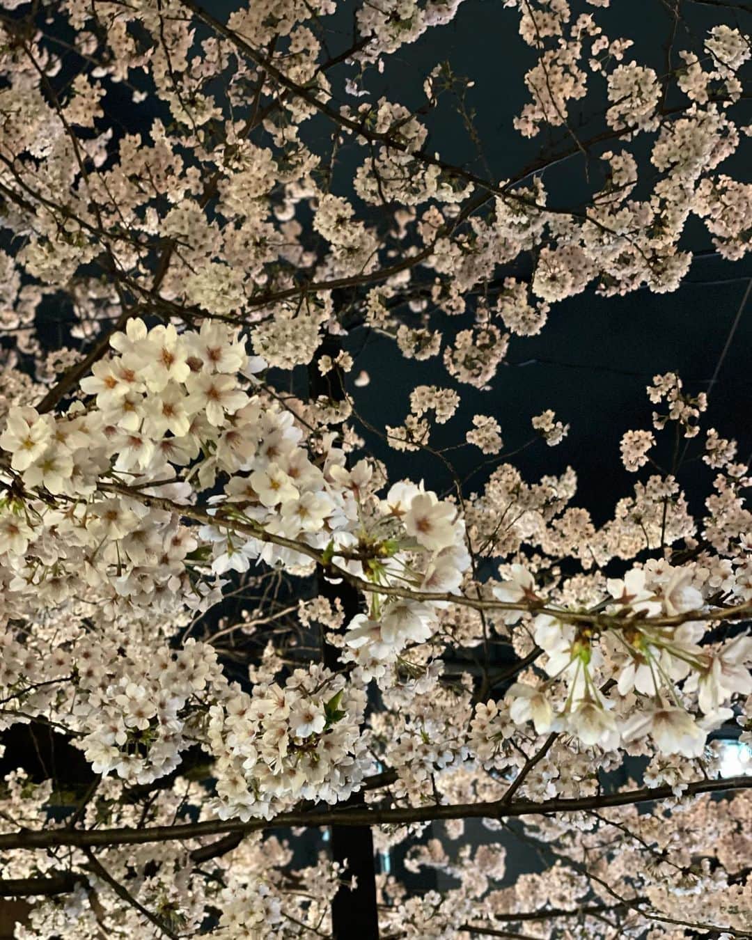 木下ココさんのインスタグラム写真 - (木下ココInstagram)「時間ギリギリ！駆け込みでテイクアウト出来るものを探してたら、満開の桜の木に遭遇🌸 ・ 街中で綺麗にライトアップされた夜桜に思わず足を止めてしまった。 ・ 写真を撮るだけなら数十秒。 しばし見惚れたっていいじゃないか😚 ・ ・ ・ #満開 #桜 #sakura #夜桜」3月28日 21時52分 - cocot_chan
