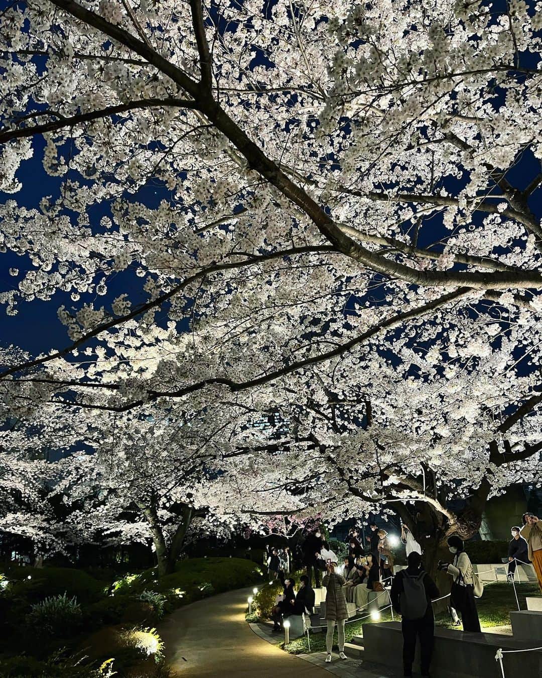 今村涼子さんのインスタグラム写真 - (今村涼子Instagram)「今年は、花が一斉に見頃に！ 6本のソメイヨシノに陽光に白木蓮。。。 同時に見頃になるのはなかなか珍しい 冬の寒さが厳し過ぎたあと、一気に暖かくなった状況が、北国の春に近い感じになったのかな。 #桜満開#毛利庭園#2022桜」3月28日 22時16分 - ryoko.imamu