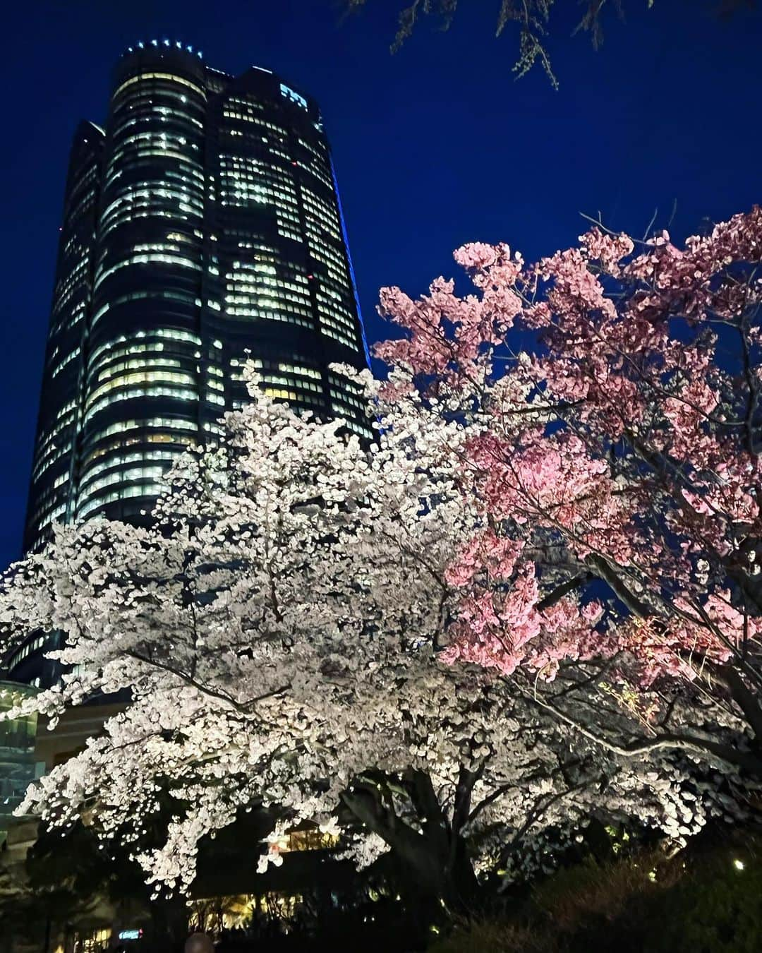 今村涼子さんのインスタグラム写真 - (今村涼子Instagram)「今年は、花が一斉に見頃に！ 6本のソメイヨシノに陽光に白木蓮。。。 同時に見頃になるのはなかなか珍しい 冬の寒さが厳し過ぎたあと、一気に暖かくなった状況が、北国の春に近い感じになったのかな。 #桜満開#毛利庭園#2022桜」3月28日 22時16分 - ryoko.imamu