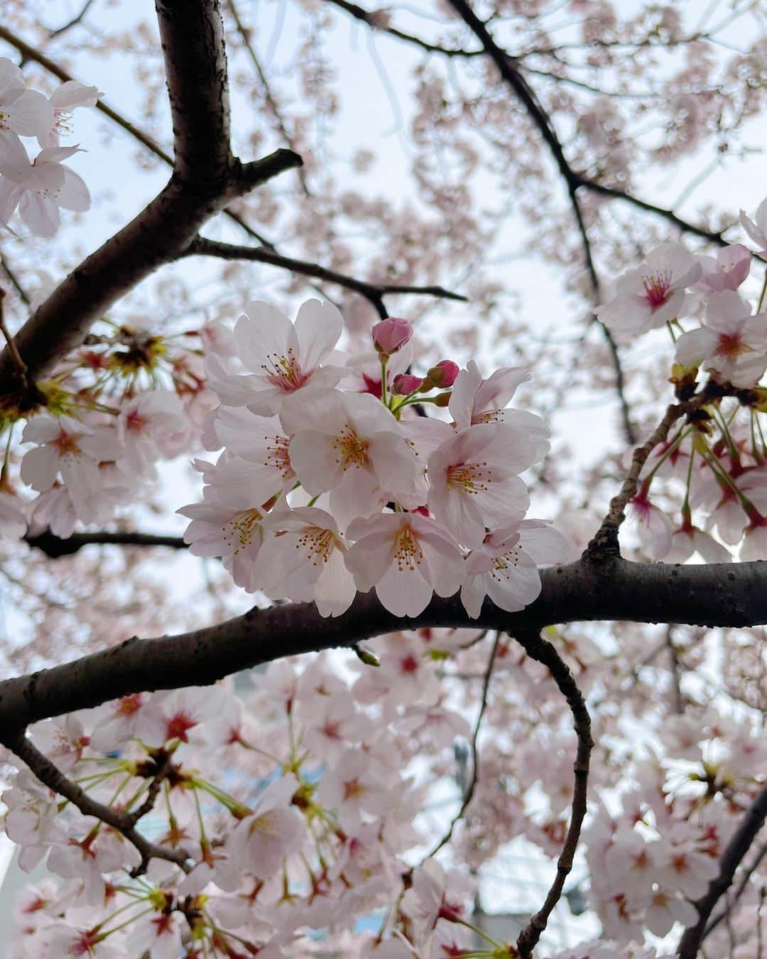 及川奈央さんのインスタグラム写真 - (及川奈央Instagram)「稽古休みの今日は下北沢の美容室 #ShitoRe さんへ。 舞台へ向けて整えてもらえてスッキリしました。かなえさんいつもありがとうございます♡ 緑道に咲いた桜がとても綺麗でした🌸」3月28日 22時46分 - naooikawa