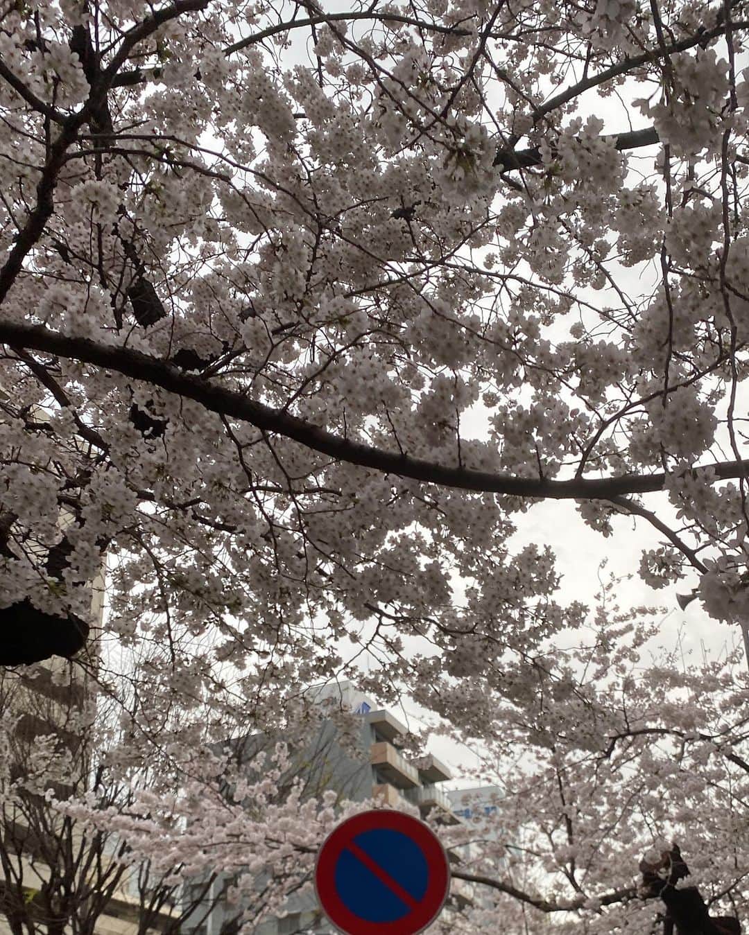 星奈あいさんのインスタグラム写真 - (星奈あいInstagram)「桜綺麗に咲いてた~🌸 今週来週が見頃かなあ、 たくさん春を吸収したいねっ⸝⸝ʚ̴̶̷̆_ʚ̴̶̷̆⸝⸝  #星奈あい #桜 #さくら #恵比寿の桜 #お花見シーズン #春到来」3月28日 23時32分 - hoshina_r18