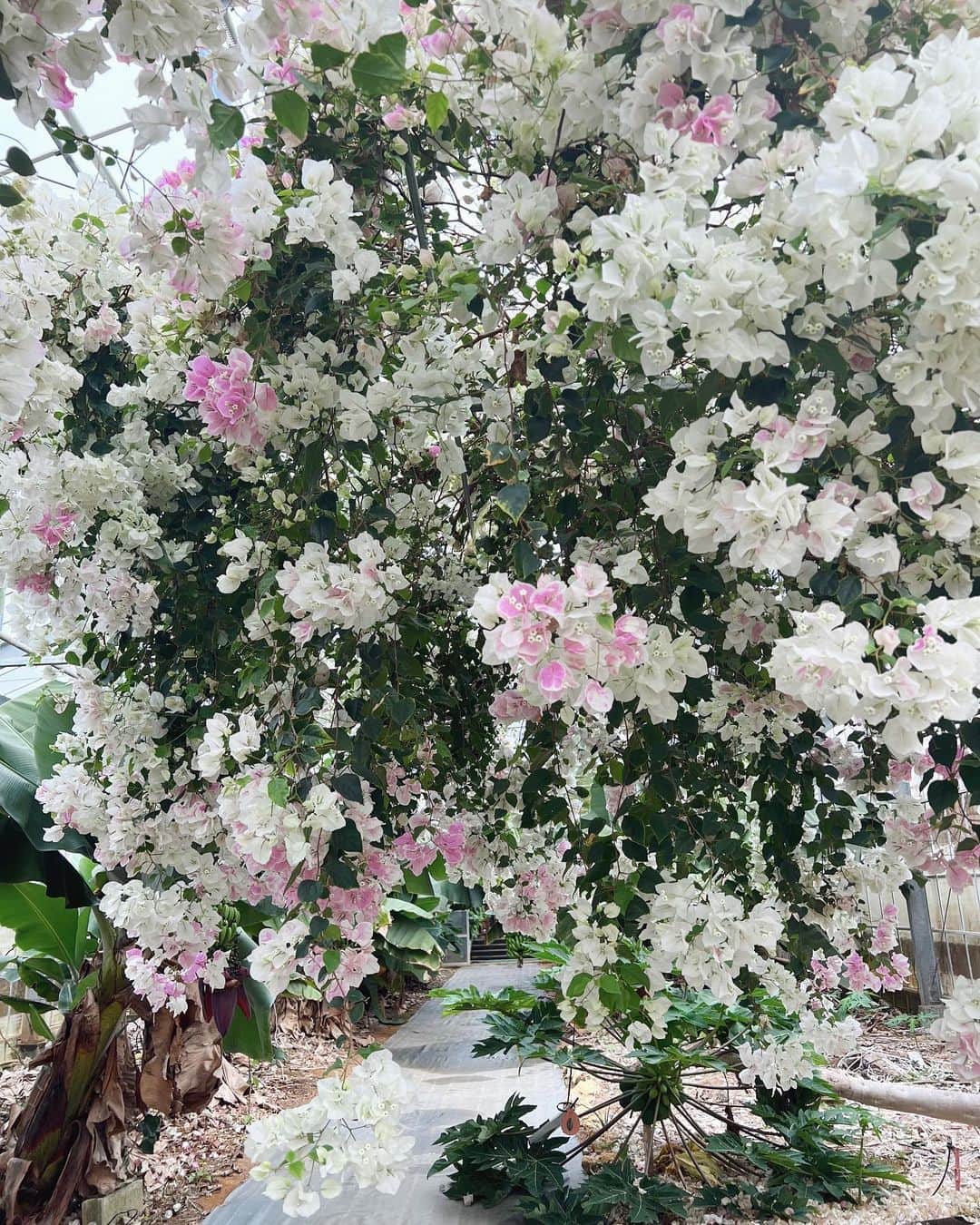山中美智子さんのインスタグラム写真 - (山中美智子Instagram)「雨の日は植物園🦋  珍しいハイビスカス🌺もいっぱい☺︎」3月29日 8時49分 - alexiastam1988
