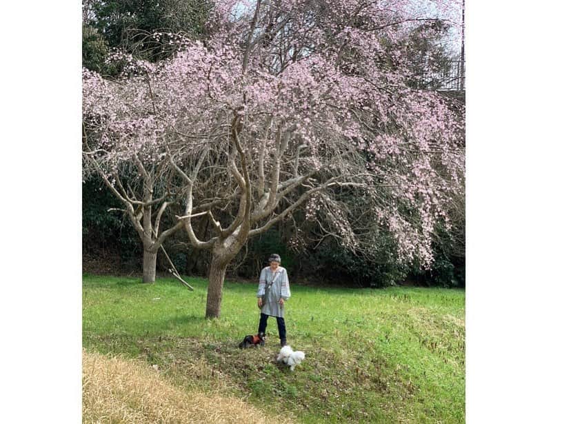 小野真弓さんのインスタグラム写真 - (小野真弓Instagram)「おはようございます☺️ あちこちで桜が満開に🌸🌸🌸　 ふんわりいい香りが漂って わん散歩風景も、しあわせ倍増(*´꒳`*)🐾✨  今日も、 良い一日をお過ごしください☺️  #桜満開#わん散歩風景 #肩乗り猫#おかーさんはキャットタワー #仲良しわんにゃん家族#犬猫日記 #チワワ#ハナちゃん #チワマル#ハルくん #雑種猫兄妹#アオくん#ナナちゃん #お泊まり猫#ちりんくん 🐱🐱 🙋‍♀️クローゼットの片付けに大はしゃぎのアオナナ🐾 楽しそうなのは良いけどーーー😆 おかーさんの体と、かけてある洋服で、 木登りするのは、やめてくれぇーー🌴😂✨ 元気いっぱい！いつも一緒の、 やんちゃ兄妹です😆😆」3月29日 9時57分 - hanaharuaroi