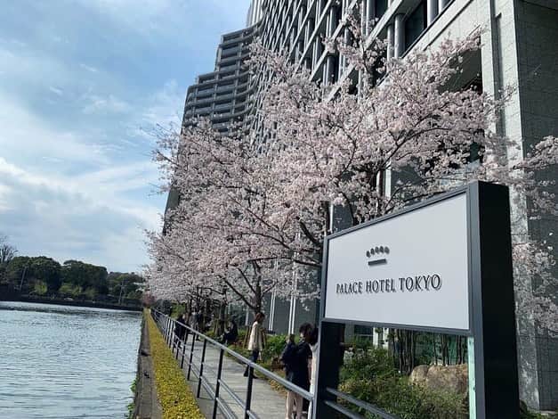Palace Hotel Tokyo / パレスホテル東京さんのインスタグラム写真 - (Palace Hotel Tokyo / パレスホテル東京Instagram)「ホテル周辺の桜がいよいよ満開に。白鳥も、お花見にやって来たようです。 The cherry blossoms around the hotel are in full bloom. Looks like the swan is here to admire them too.  #お花見 #桜 #さくら #満開 #東京の桜 #白鳥 #お濠 #東京散歩 #春の散歩 #ホテルステイ #ホテルライフ #ステイケーション #自然との調和 #丸の内 #パレスホテル東京 #cherryblossoms #cherryblossom #sakura #natureinthecity #swan #birdsinthecity #moat #moatside #springwalk #hotelstay #staycation #lhwtraveler #uncommontravel #Marunouchi #PalaceHotelTokyo」3月29日 12時09分 - palacehoteltokyo