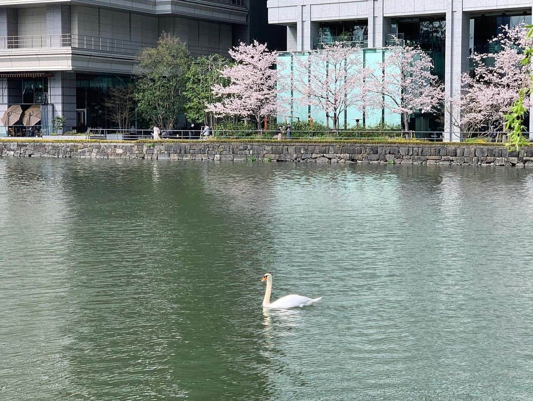 Palace Hotel Tokyo / パレスホテル東京さんのインスタグラム写真 - (Palace Hotel Tokyo / パレスホテル東京Instagram)「ホテル周辺の桜がいよいよ満開に。白鳥も、お花見にやって来たようです。 The cherry blossoms around the hotel are in full bloom. Looks like the swan is here to admire them too.  #お花見 #桜 #さくら #満開 #東京の桜 #白鳥 #お濠 #東京散歩 #春の散歩 #ホテルステイ #ホテルライフ #ステイケーション #自然との調和 #丸の内 #パレスホテル東京 #cherryblossoms #cherryblossom #sakura #natureinthecity #swan #birdsinthecity #moat #moatside #springwalk #hotelstay #staycation #lhwtraveler #uncommontravel #Marunouchi #PalaceHotelTokyo」3月29日 12時09分 - palacehoteltokyo