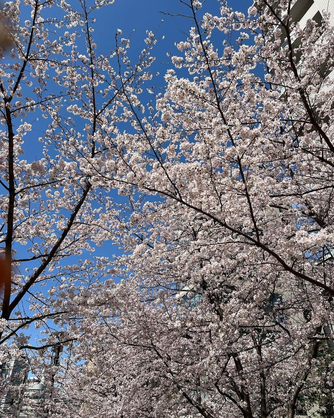 甘糟記子さんのインスタグラム写真 - (甘糟記子Instagram)「桜が満開で目黒川散歩\(//∇//)\  入学式までもつかな〜？  #目黒川#桜#満開#息子殿姫#息子殿#姫#春」3月29日 12時16分 - norihey924