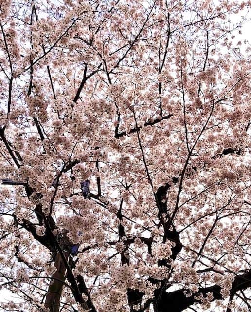 大地真央さんのインスタグラム写真 - (大地真央Instagram)「うちから見える桜🌸 今年も満開🌸🌸🌸 日本の象徴の桜🌸 日本中が、そして世界中が笑顔で満開になりますように…🙏  #桜 🌸  #満開🌸🌸🌸🌸🌸 #国花🌸 #春 #大地真央　撮影📲 #MAODAICHI」3月29日 14時13分 - daichimao_official