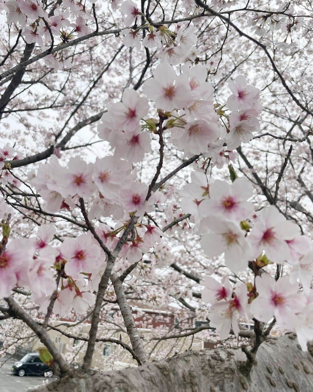 市川海老蔵 （11代目）さんのインスタグラム写真 - (市川海老蔵 （11代目）Instagram)「This place is absolutely just gorgeous.  * ここ 本当に綺麗すぎます。  #市川海老蔵 #海老蔵 #成田屋 #歌舞伎　 #成長記録 #子育てぐらむ #子供のいる暮らし #子どものいる暮らし #子育て日記 #children #childphotography #daughter #son #ABKAI #ABMORI #ebizoichikawa #ebizo #kabuki #thunderparty #ebizotv #theater #theaterarts #actor #japan #classic」3月29日 14時50分 - ebizoichikawa.ebizoichikawa