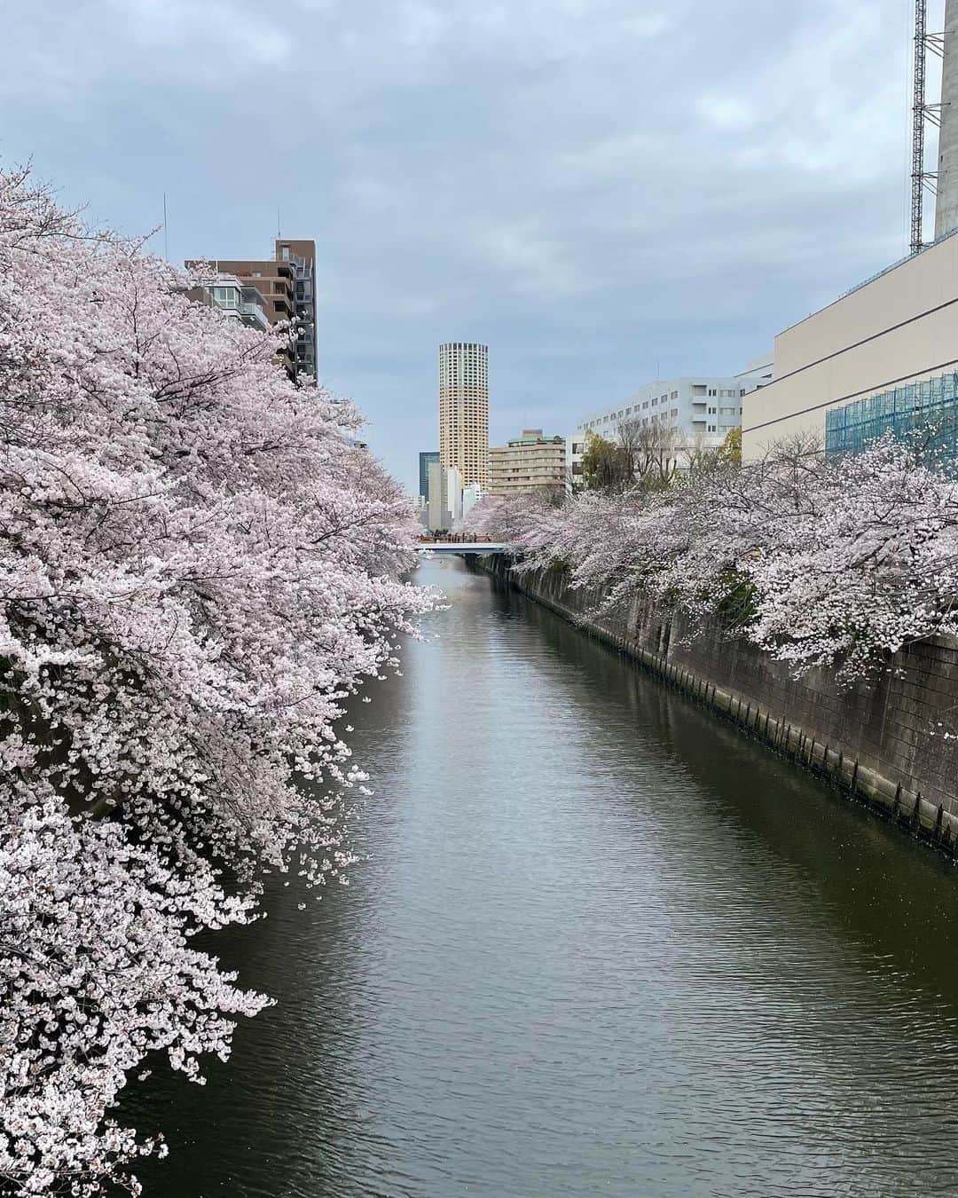 橋本志穂さんのインスタグラム写真 - (橋本志穂Instagram)「目黒川の桜は、やっぱ綺麗だねー❣️ 人が多くて素通りしかできないけど、 目黒駅の近くは 中目黒ほど人が多くないので 橋の上から 静かな桜が撮影できました。  ヌーイぐるみ連れて 夫婦でお花見ドライブしました。  #スパイダーf3 #タンデム #お花見 #3輪バイク #corgi コーギー」3月29日 15時00分 - shihohashimoto3