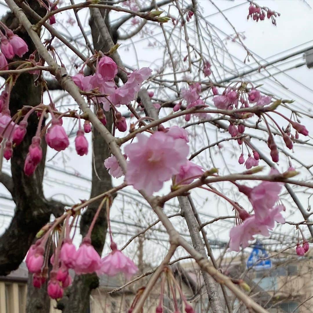 大竹しのぶさんのインスタグラム写真 - (大竹しのぶInstagram)「春が来たんだ。 春なんだ。 世界中が春のはずなんだ。  ５日間いない間に庭の蕾が膨らみお花が咲いてくれていた。 #春よこい #ピアフ #歌コン #大竹しのぶ」3月29日 15時05分 - shinobu717_official