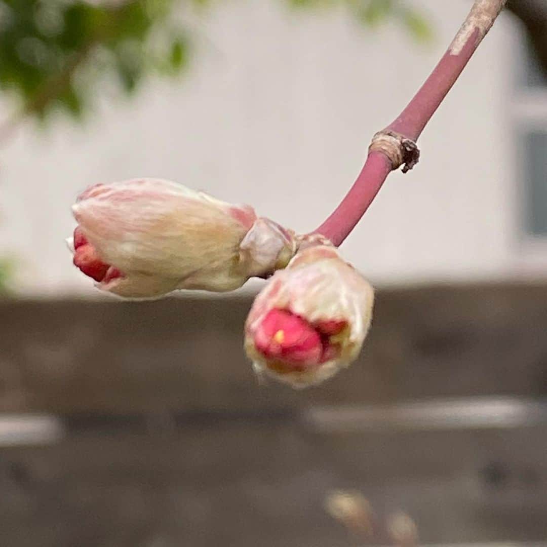 大竹しのぶさんのインスタグラム写真 - (大竹しのぶInstagram)「春が来たんだ。 春なんだ。 世界中が春のはずなんだ。  ５日間いない間に庭の蕾が膨らみお花が咲いてくれていた。 #春よこい #ピアフ #歌コン #大竹しのぶ」3月29日 15時05分 - shinobu717_official