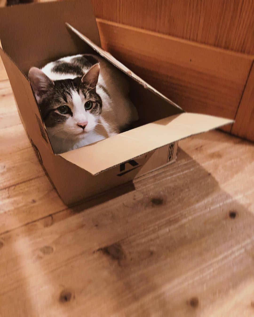 野村真季さんのインスタグラム写真 - (野村真季Instagram)「#箱が好き なプラトン。  置いておいたら少し様子見した後、するりと箱の中へ。お気に召したよう。  うむ、いい感じ…の表情。  #プラトン #雑種猫 #10歳 まもなく11歳　#7キロ  #猫のいる暮らし」3月29日 17時34分 - masaki__nomura