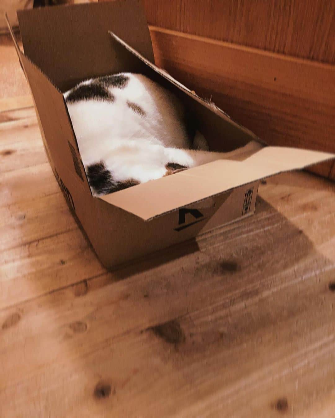 野村真季さんのインスタグラム写真 - (野村真季Instagram)「#箱が好き なプラトン。  置いておいたら少し様子見した後、するりと箱の中へ。お気に召したよう。  うむ、いい感じ…の表情。  #プラトン #雑種猫 #10歳 まもなく11歳　#7キロ  #猫のいる暮らし」3月29日 17時34分 - masaki__nomura