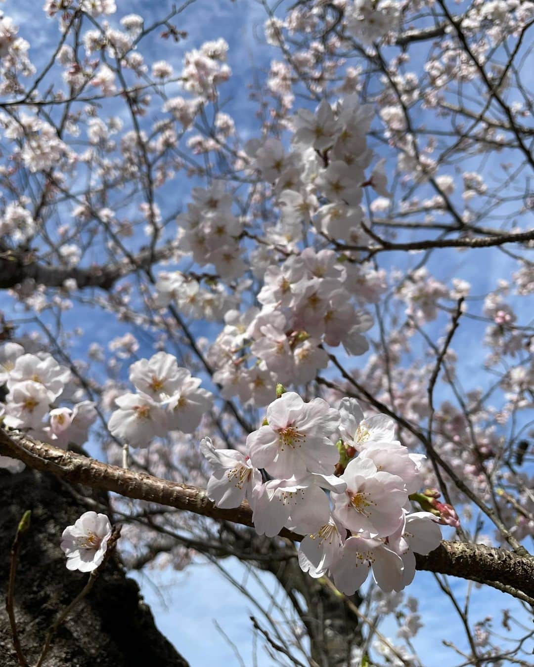 水越愛華さんのインスタグラム写真 - (水越愛華Instagram)「3月26日の最強開運日に 伊勢神宮へ⛩  外宮、内宮はもちろん 月讀宮、 猿田彦神社、 佐瑠女神社、 神明神社 にも行ってきました☺️  日本最大のパワースポットと いわれるだけあって なんだかとっても神秘的で 心が浄化されました😌🌿  日頃感謝をしっかり伝えて参拝して、 石神さんは女性の願いを １つ叶えてくれるらしいので しっかりお願いしてきました😌💜  叶うといいな〜😂🥺  また行きたい☺️  #伊勢神宮#お伊勢さん #三重旅行  #最強開運日 #寅の日#天赦日#一粒万倍日」3月29日 18時53分 - iamemika21