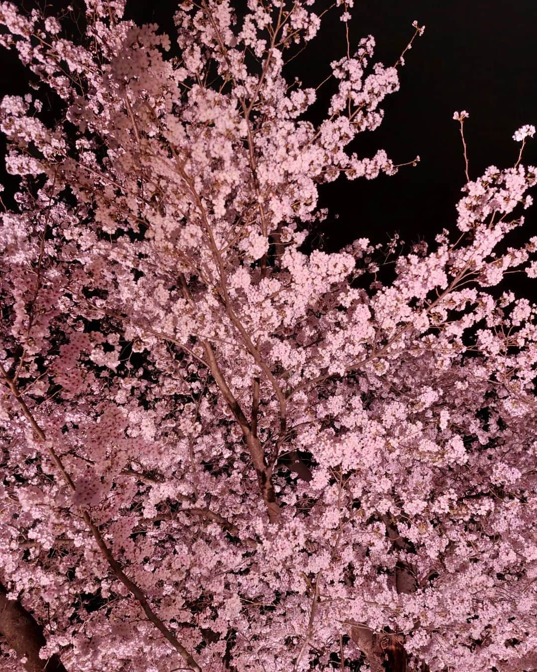 丸本凛さんのインスタグラム写真 - (丸本凛Instagram)「#桜#精神美#優雅な女性#花言葉#幸せの色#cherryblossom#sakura#夜桜#春爛漫#日本」3月29日 19時35分 - rinmarumoto