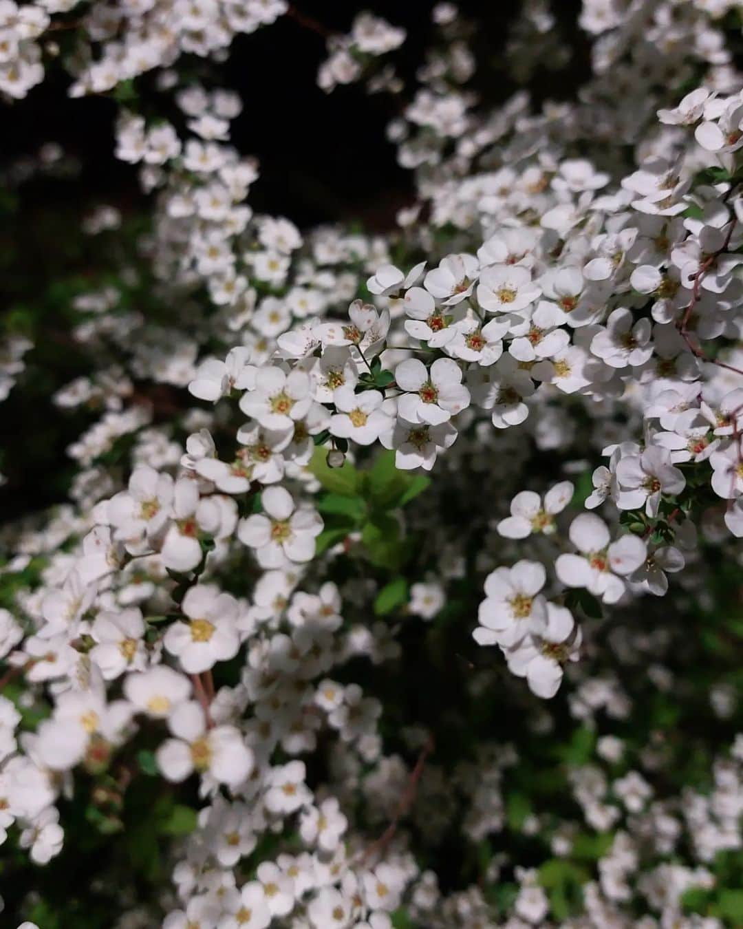 丸本凛さんのインスタグラム写真 - (丸本凛Instagram)「#桜#精神美#優雅な女性#花言葉#幸せの色#cherryblossom#sakura#夜桜#春爛漫#日本」3月29日 19時35分 - rinmarumoto