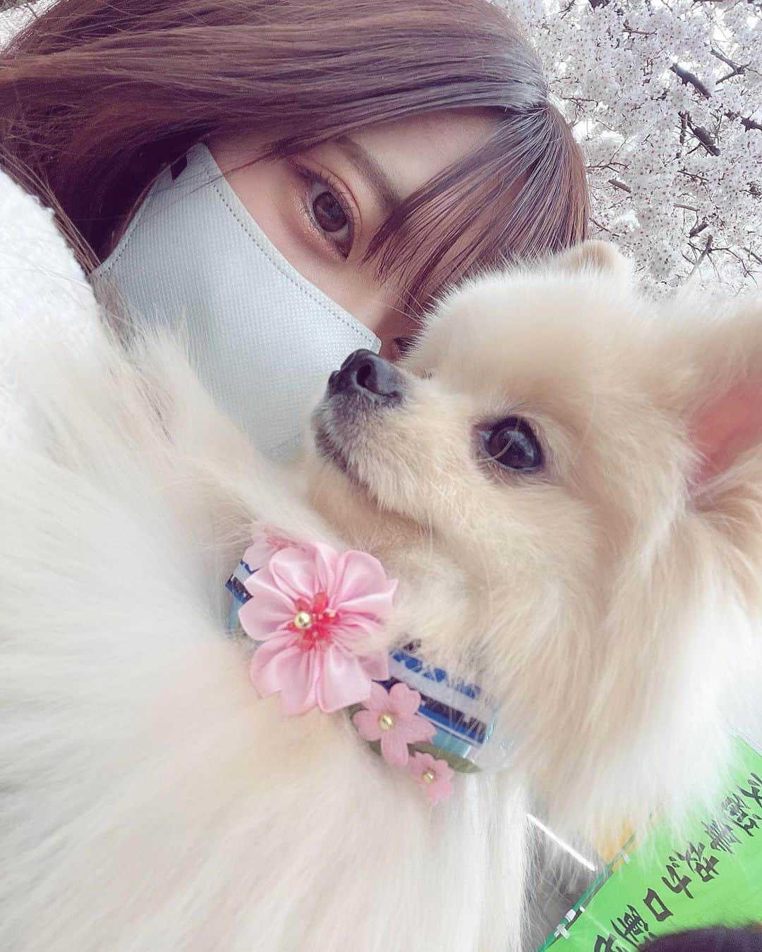 山田麻莉奈さんのインスタグラム写真 - (山田麻莉奈Instagram)「. 🌸🌸🌸  トリミング行って かわいい茶々丸が更に可愛くなって帰ってきた..♡ アクセサリーが春使用でかわいい🌸  せっかくなので帰り道に桜とお写真撮ってきた！ (トリミング終わりで疲れてるから早く帰らせてくれって顔されてる。気がする。)  お花見したいな〜🌸( '-' 🌸 )  #いぬすたぐらむ #ポメラニアン #男の子 #桜 #🌸 #🐶 #dog」3月29日 19時58分 - marina.yamada_324