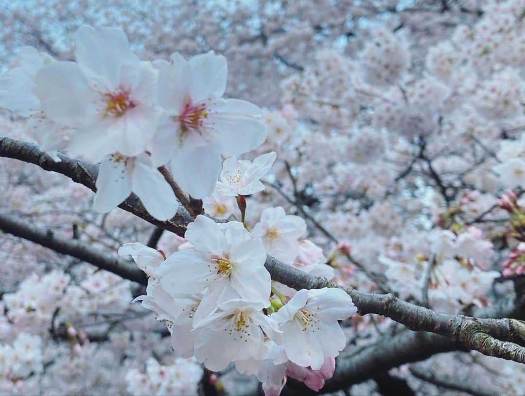 我謝レイラニさんのインスタグラム写真 - (我謝レイラニInstagram)「満開の桜🌸見れたよ⁎ˇ◡︎ˇ⁎ 数日前の代官山はまだまだって感じだったのに‥中目黒はいい感じの咲き具合♡ っと思ってたら〜近所の桜たちもいい感じに満開でした◡̈⃝︎ 今週いっぱいは桜もちそうだから今のうちに春をいっぱい感じたいな🌸🌸🌸」3月29日 20時22分 - leila___ni