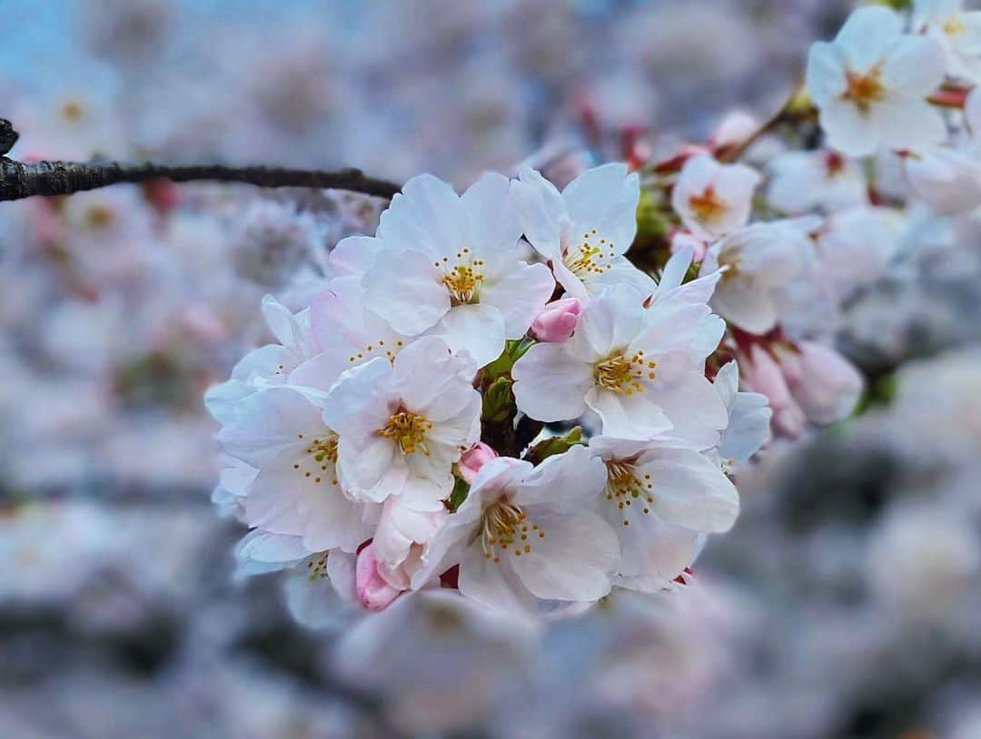我謝レイラニさんのインスタグラム写真 - (我謝レイラニInstagram)「満開の桜🌸見れたよ⁎ˇ◡︎ˇ⁎ 数日前の代官山はまだまだって感じだったのに‥中目黒はいい感じの咲き具合♡ っと思ってたら〜近所の桜たちもいい感じに満開でした◡̈⃝︎ 今週いっぱいは桜もちそうだから今のうちに春をいっぱい感じたいな🌸🌸🌸」3月29日 20時22分 - leila___ni