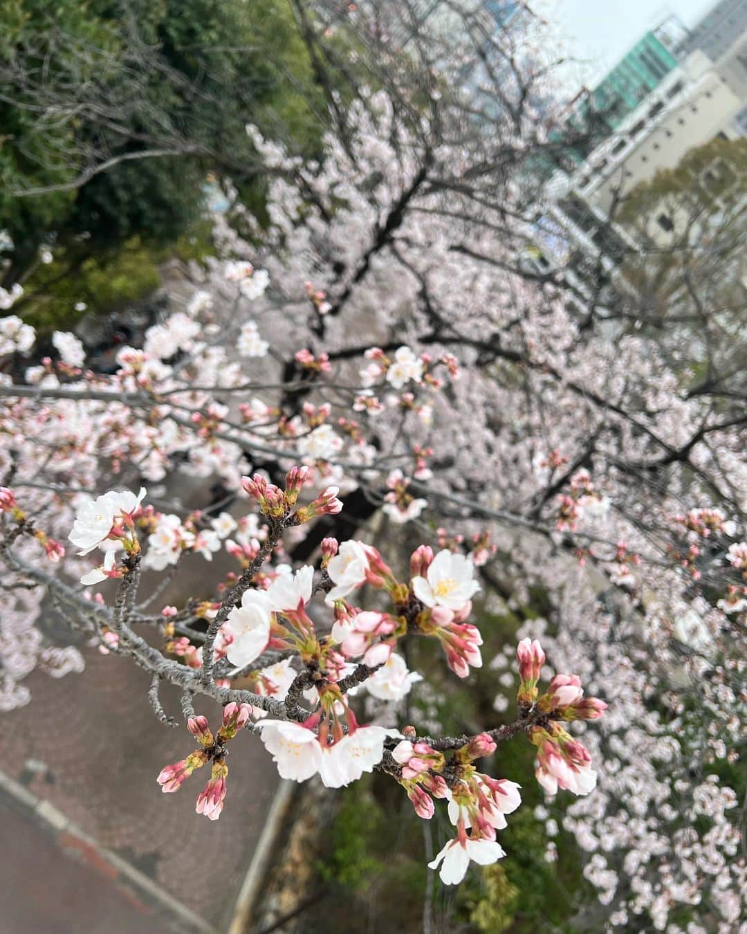 おりささんのインスタグラム写真 - (おりさInstagram)「🌸  テラスで桜見ながらランチ🍴  ----------------------------------- 栄のTTBeautyで #ハリウッドブロウリフト ✨ 眉毛パーマをしたからセットしやすくなった😍 初回はワックス込みで5,980円だよ🙆‍♂️  💓💓サロンの詳細💓💓  👩🏻‍🦰女性アイブロウ＆毛穴専門 @browtt_nagoya  👱‍♂️男性脱毛＆アイブロウ@mensdatsumou_menstt  ［場所］ 名古屋市中区錦三丁目10番16号大河内ビル2F (元ホームメイト錦店跡地)  ［最寄り駅］ 栄駅・丸の内駅　共に徒歩7分🚶‍♂️  ☎️052-228-7188  ［営業時間］ 平日11:00〜21:00(最終受付20:00) 土日祝11:00〜19:30(最終受付18:30)  ［定休日］ 木曜  ［駐車場🚗］ 店舗目の前にコインパーキング有り  2階に上がると 右側に男性専用のＴＴBeauty for MEN(自動ドア) 左側に女性専用のＴＴBeauty for WOMAN(ガラスドア)  店内も男性と女性はフロアが分かれてて 気兼ねなく利用できるよ🙆‍♂️  -------------------------------------  新しくGETした腕時計は#山本美月 さんも 着用したNo Mondayのです✨ @nomonday_jp   ⌚️10%OFFクーポン▶︎orisacx33⌚️  -------------------------------------  ピンクのワンピ👗は おりさのセレクトSHOPで人気だった オレンジのワンピの色違い💓 発売されたらまた報告するね✨ @choice0610official  ・ ・ ・ カラコン👀 は @flurry.contact  #愛されウサギ  #明日花キララ ちゃんプロデュース🐰 ・ ・ ・ ・ #nomonday#OOTD#code#watch#pr#2022ss#cafe#ノーマンデー#腕時計#時計#手元倶楽部#コーデ#ギフト#プレゼント#カラコン#フルーリー#ピーナッツカフェ名古屋 #ピーナッツカフェ#ワンピ#ワンピース#ピンク#カフェ#栄カフェ#栄ランチ#桜#春コーデ」3月29日 20時39分 - orisa_0510