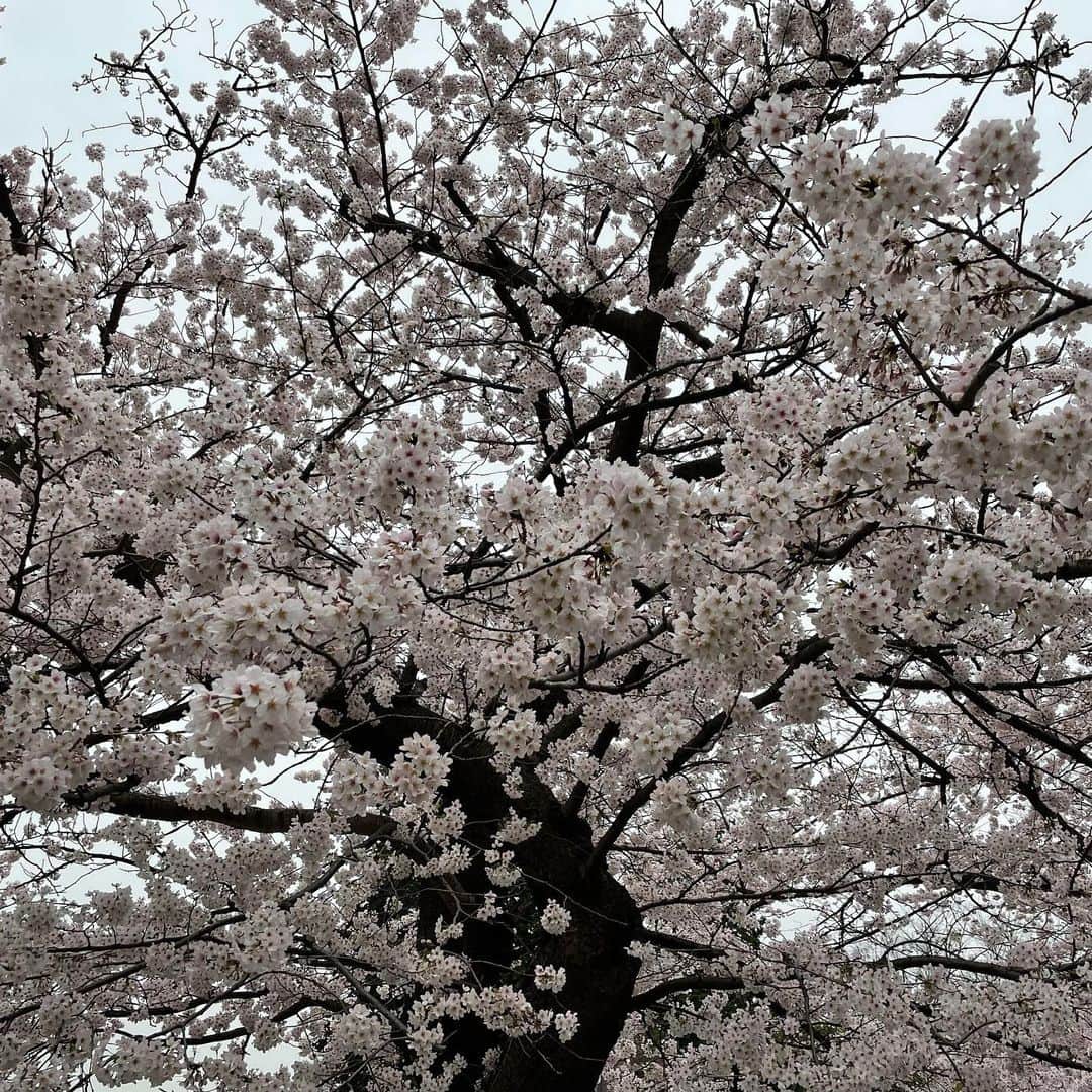 矢田亜希子さんのインスタグラム写真 - (矢田亜希子Instagram)「綺麗な桜🌸を見ることができました。 #桜#この季節大好き#今日は寒すぎた#お出かけ#ドライブ#お散歩」3月29日 20時54分 - akiko_yada