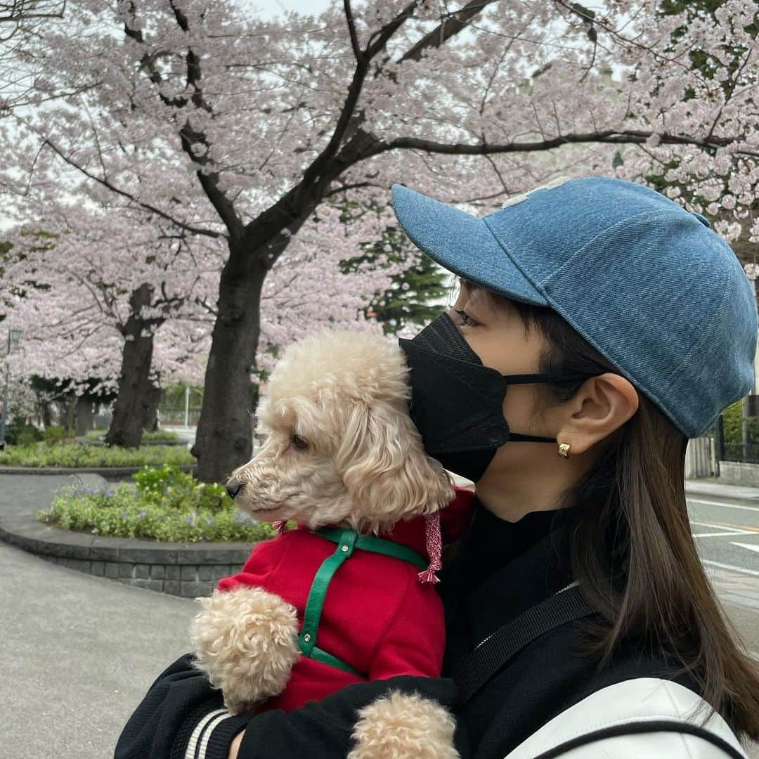 矢田亜希子さんのインスタグラム写真 - (矢田亜希子Instagram)「綺麗な桜🌸を見ることができました。 #桜#この季節大好き#今日は寒すぎた#お出かけ#ドライブ#お散歩」3月29日 20時54分 - akiko_yada