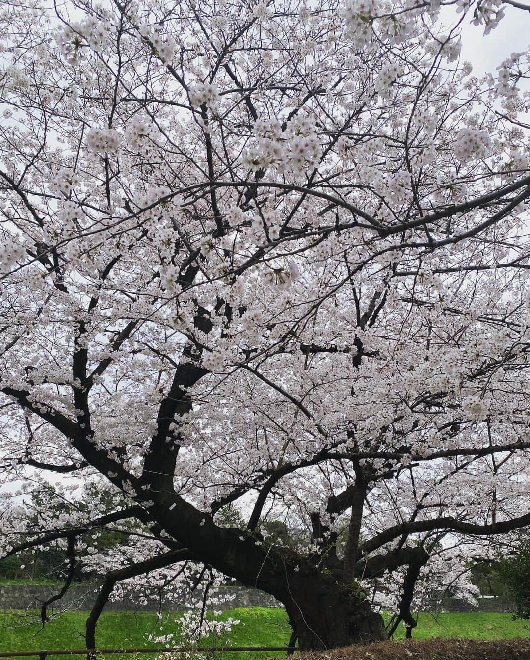 伊達公子さんのインスタグラム写真 - (伊達公子Instagram)「桜🌸  トレーニングの日の後 皇居ランをしながら！  #伊達公子 #kimikodate  #テニス  #テニスプレイヤー #tennis  #tennisplayer #2022年3月28日 #2022 #2022年 #トレーニング #training #ワークアウト #workout #rbody #皇居ラン #皇居ラン1周 #5km #running #トレーニング後のラン #大手町」3月29日 20時58分 - kimiko.date