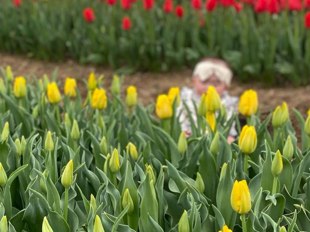 yuiさんのインスタグラム写真 - (yuiInstagram)「. . 🐥🌷🌷 . お嬢様は、 可愛いと褒めれば褒める程 喜んでおりました。🌷 . あと、髪の毛が少し増えました🤏 . #ゆいのママライフ #チューリップ」3月29日 21時55分 - yuiram